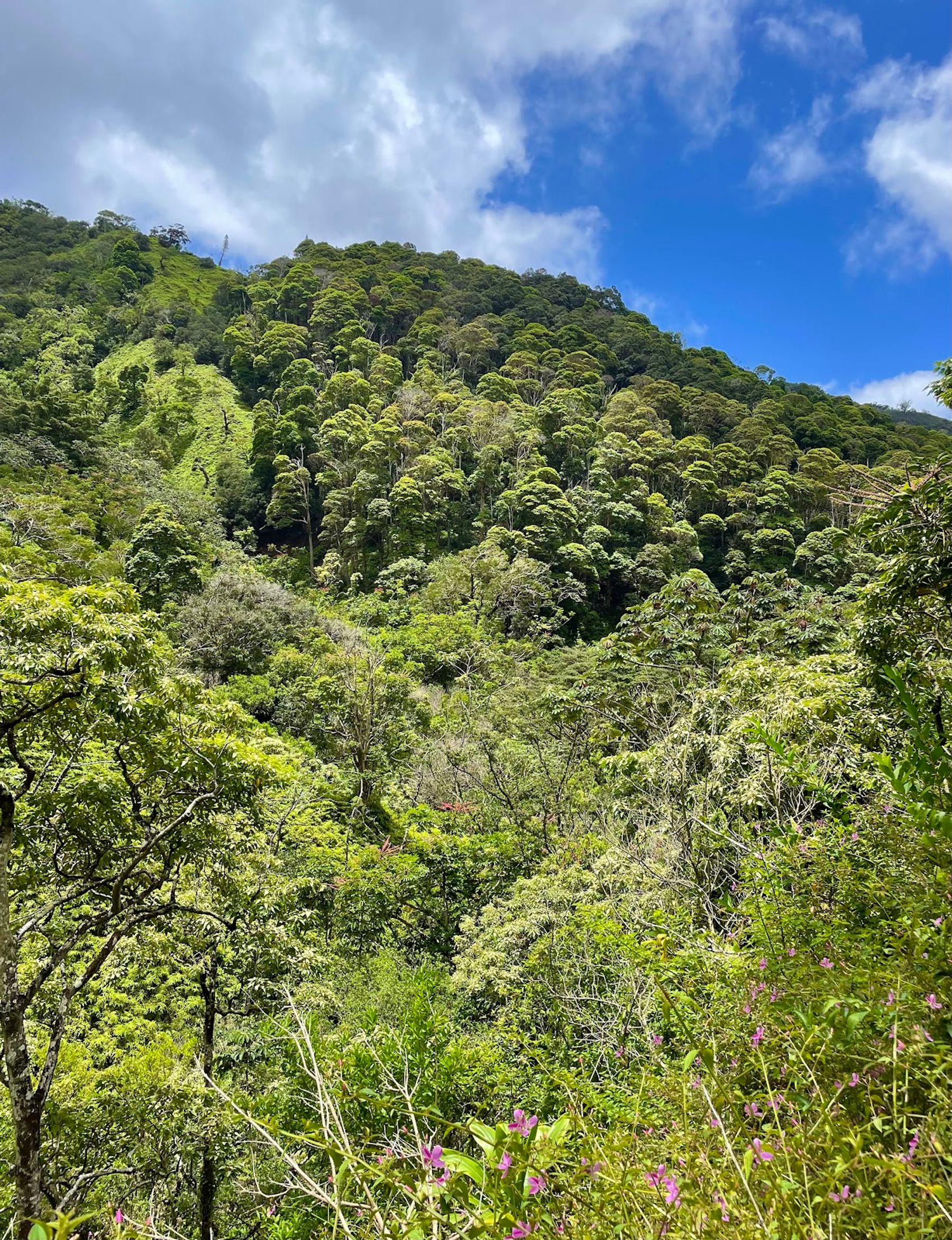 Photo 7 of Kaʻau Crater Trail in Kaimukī & Pālolo, Oahu