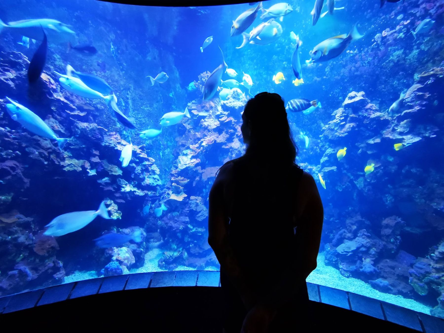 Photo 6 of Maui Ocean Center, The Aquarium of Hawaii in Māʻalaea, Maui