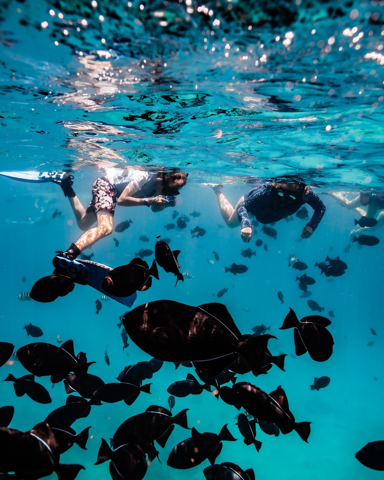 Photo 9 of Captain Max Boat Tours in Ala Moana & Mōʻiliʻili, Oahu