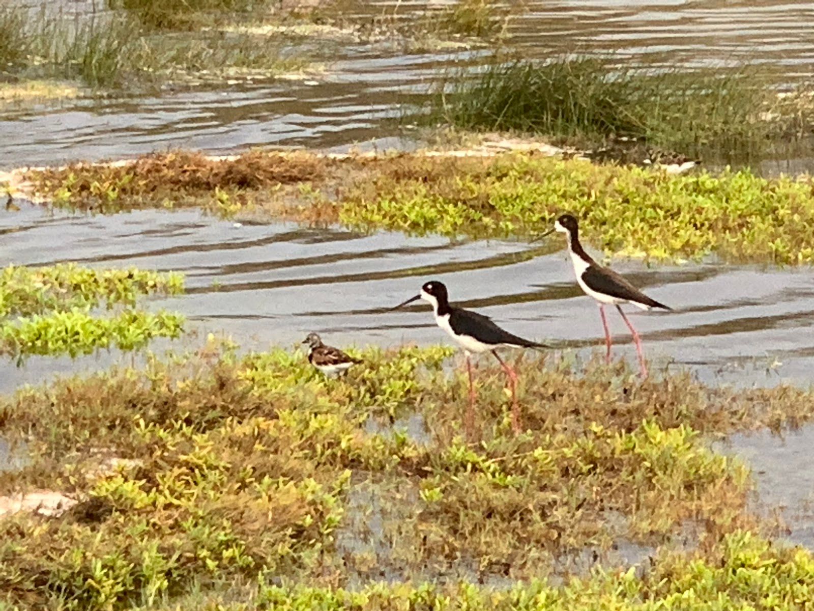 Photo 4 of Kanaha Pond State Wildlife Sanctuary in Kahului, Maui