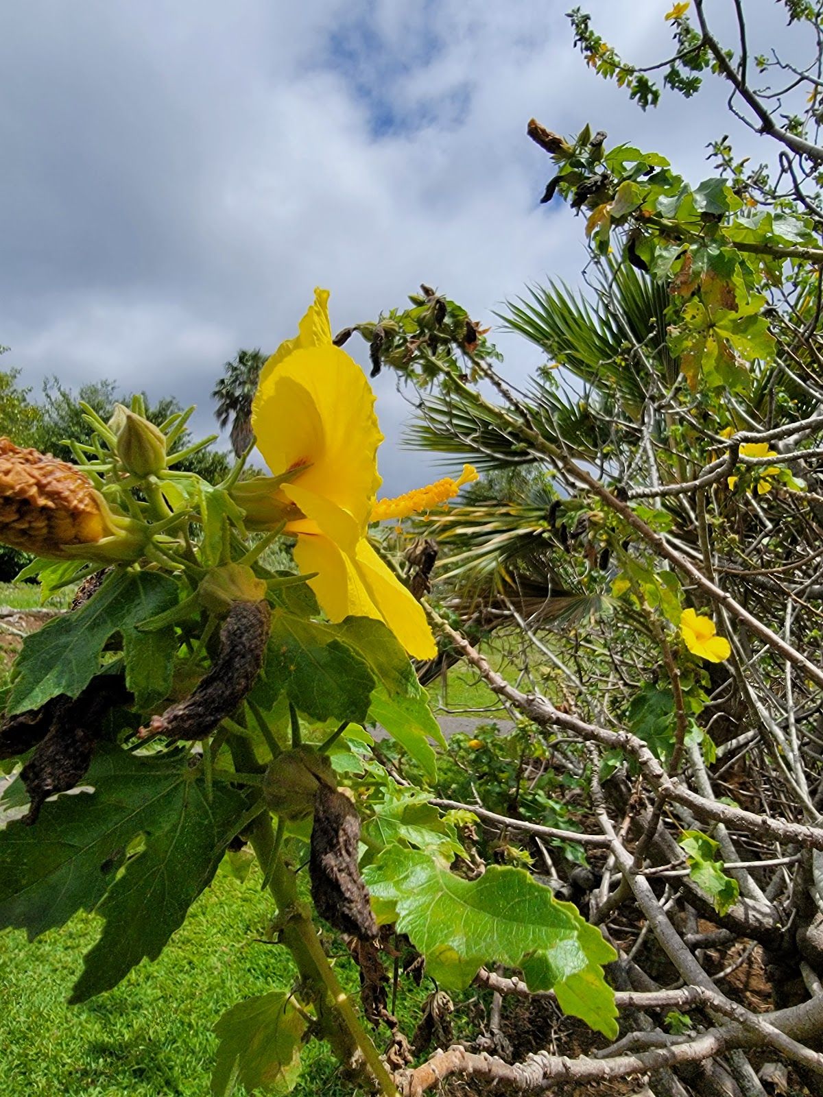 Photo 2 of Amy Greenwell Ethnobotanical Garden in South Kona, Big Island