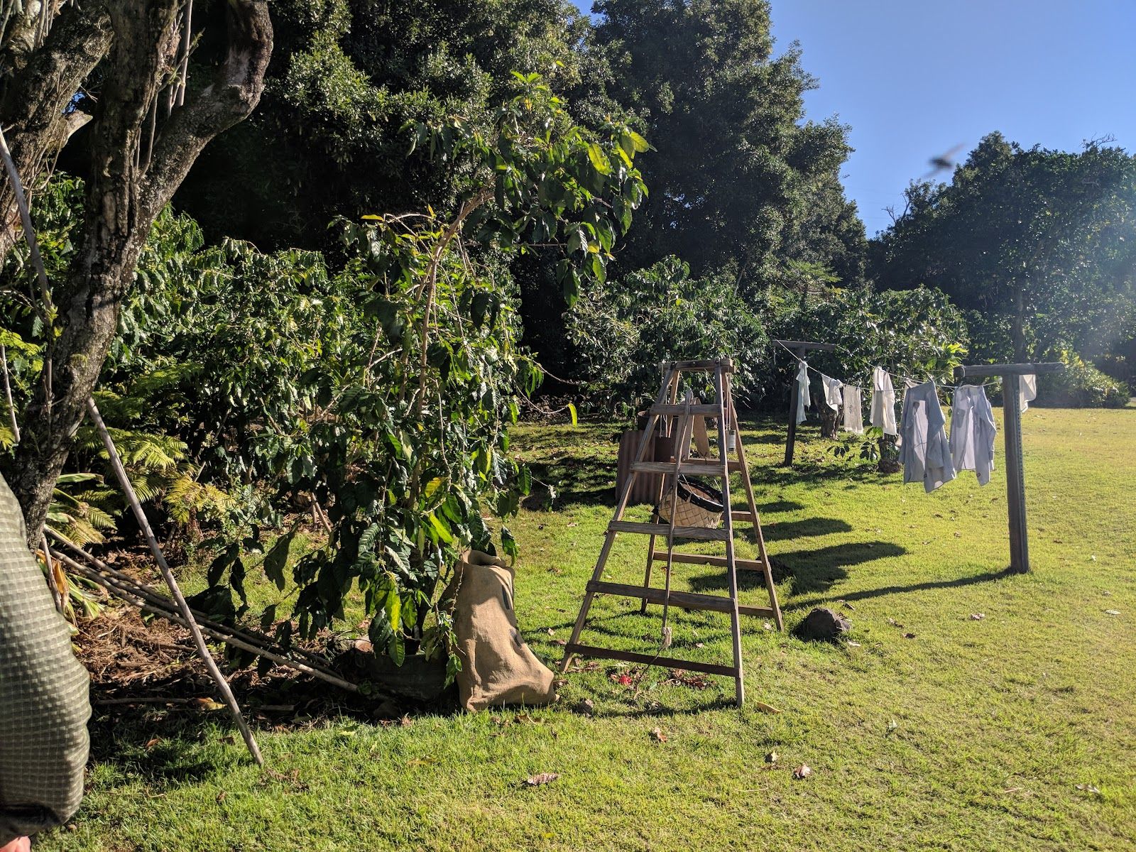 Photo 9 of Kona Coffee Living History Farm in South Kona, Big Island