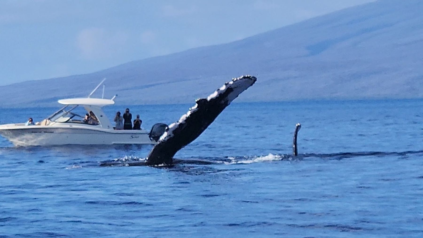 Photo 7 of Maui Whale Adventures in Kāʻanapali, Maui