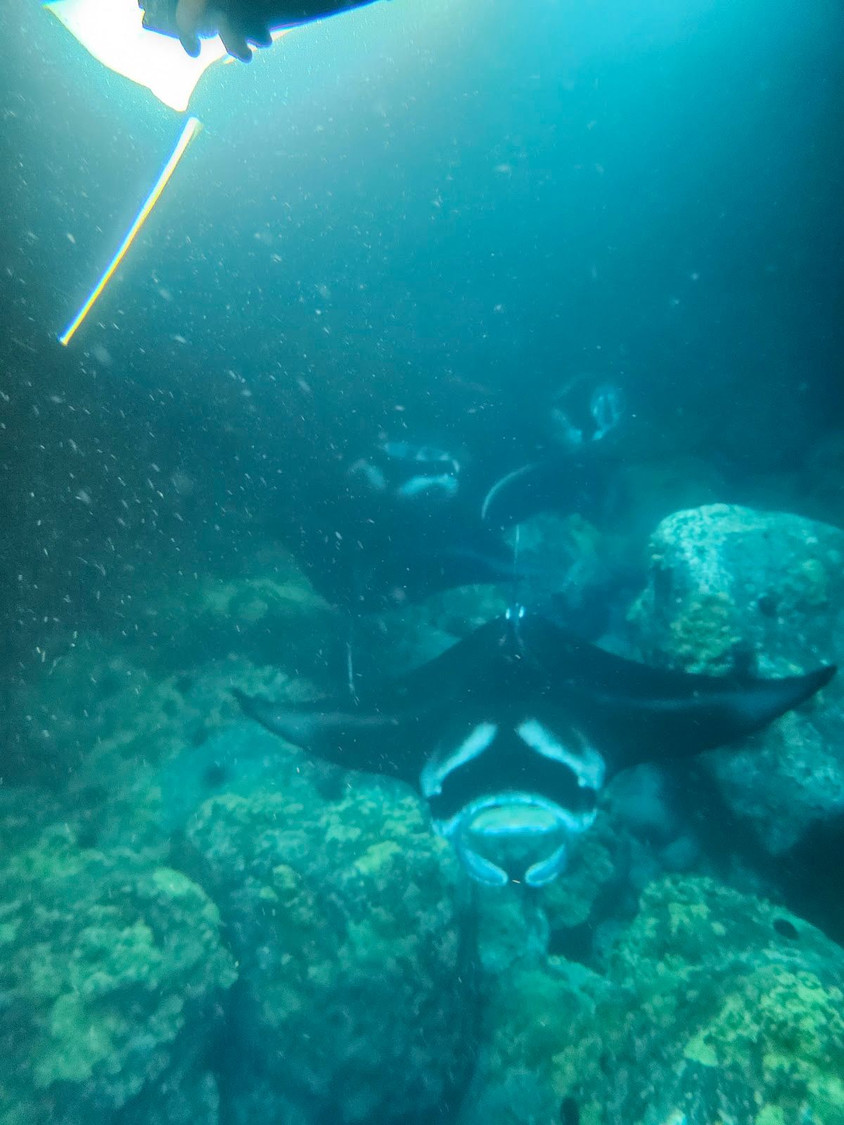 Photo 8 of Kona Snorkel Trips in Kailua-Kona, Big Island
