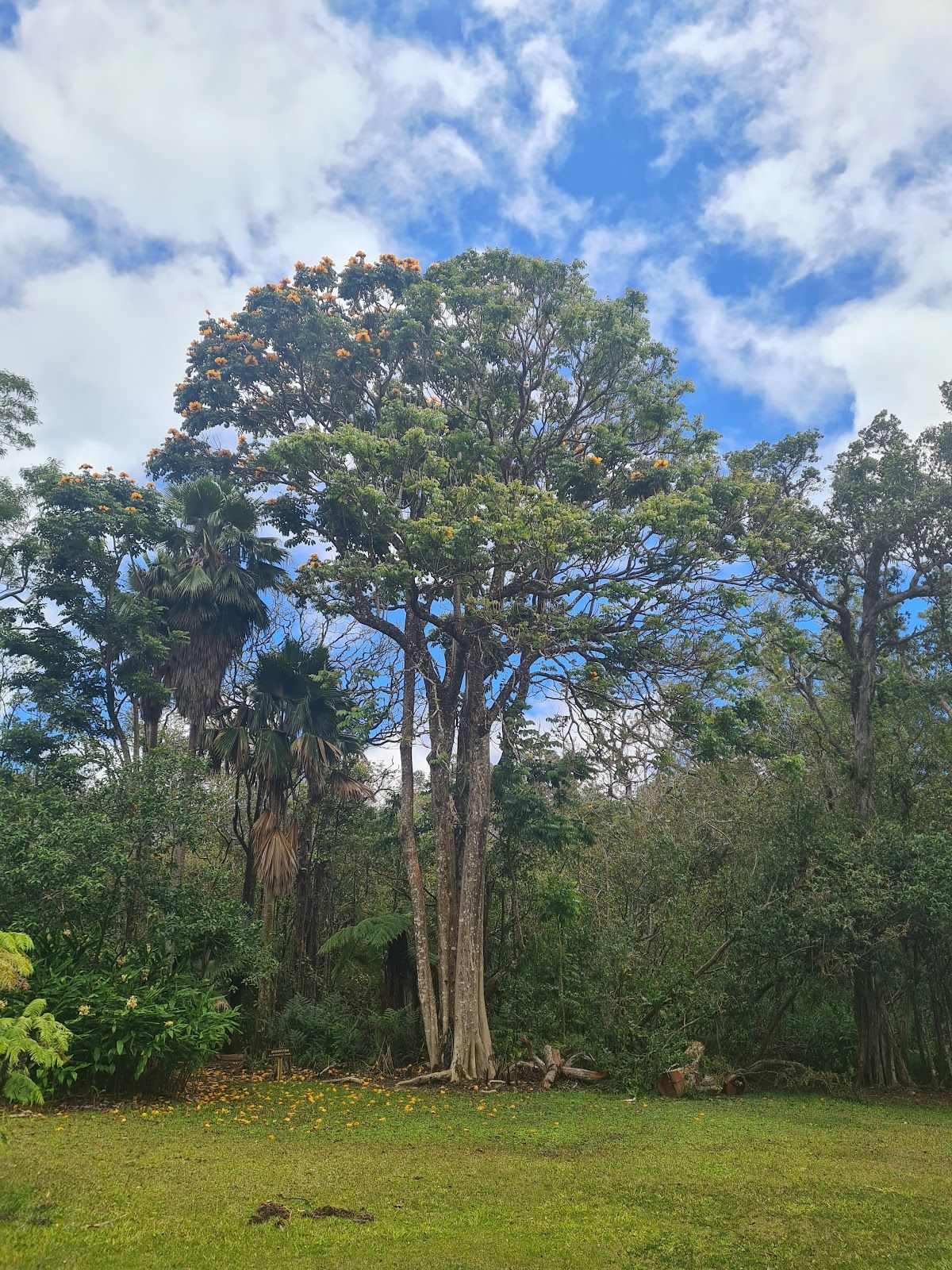 Photo 8 of Kalōpā State Recreation Area in Honokaʻa, Big Island