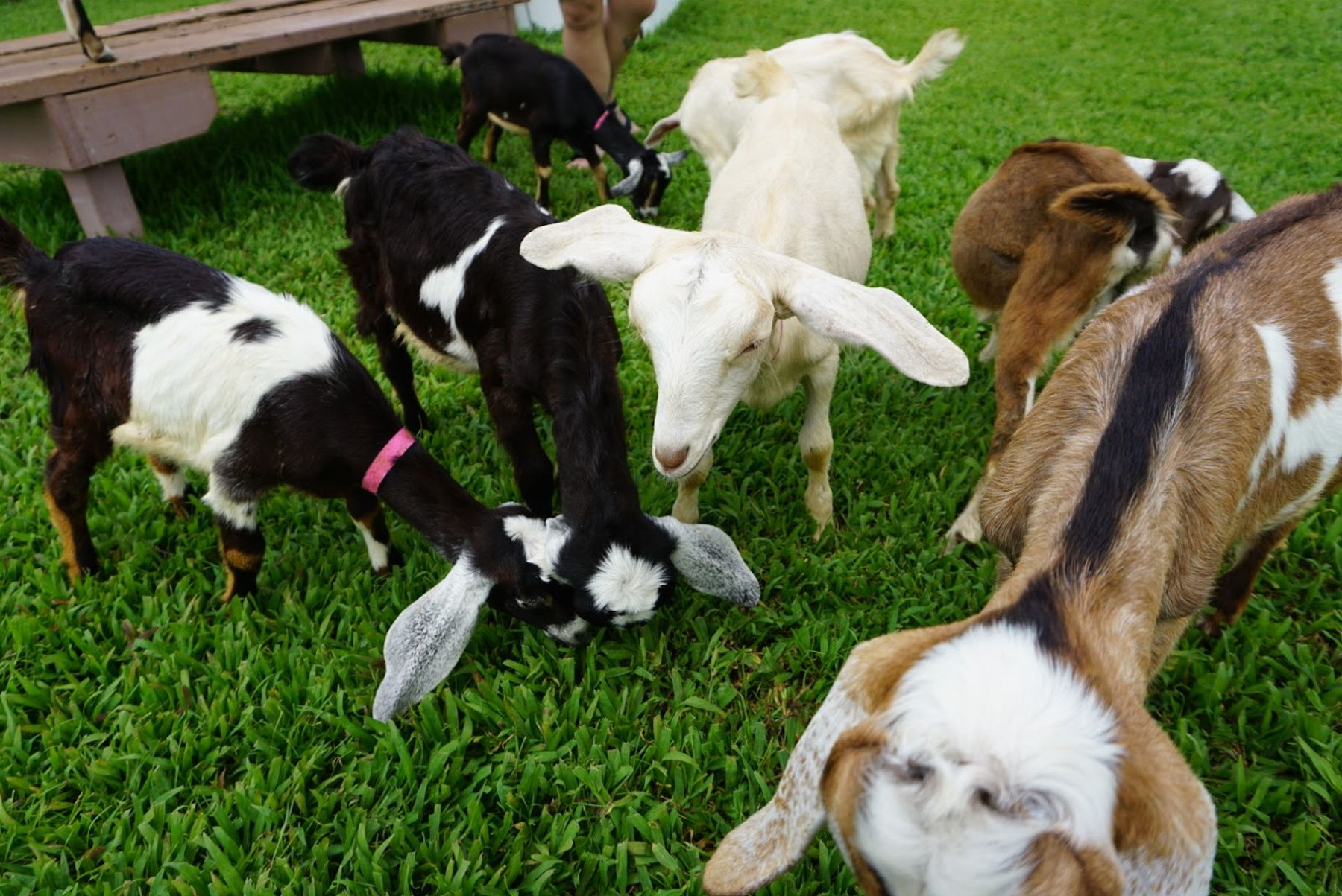 Photo 5 of Honomu Goat Dairy in Greater Hilo, Big Island
