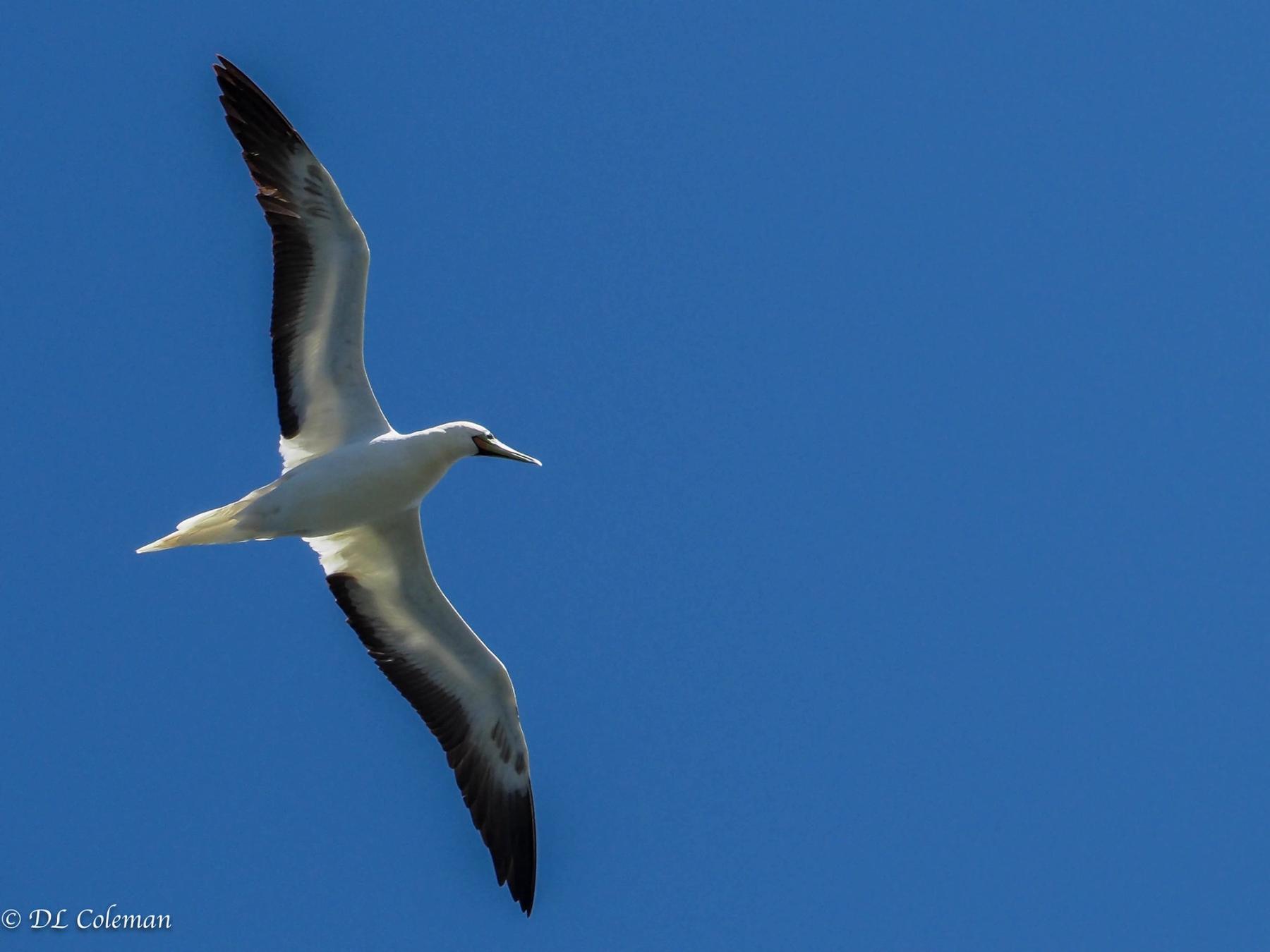 Red-footed booby gliding with wings fully spread against a deep blue sky