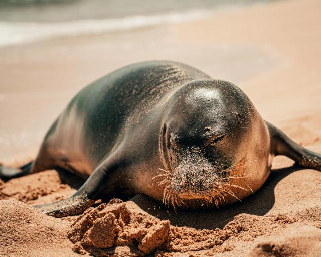 A monk seal hauled out on the sand