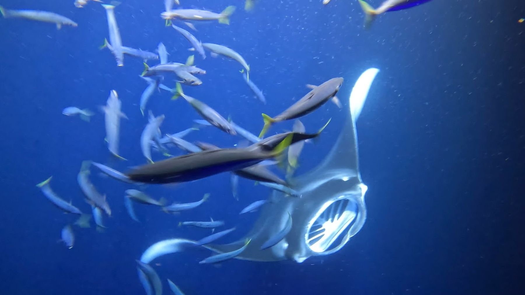 Photo 3 of Iruka Hawai‘i Dolphin and Manta Tours in Kailua-Kona, Big Island