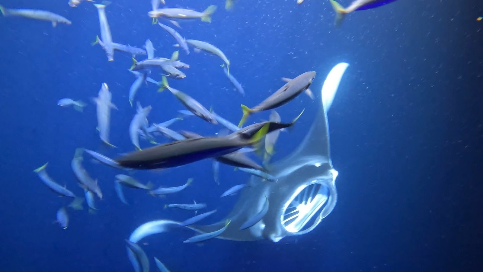 Photo 3 of Iruka Hawai‘i Dolphin and Manta Tours in Kailua-Kona, Big Island