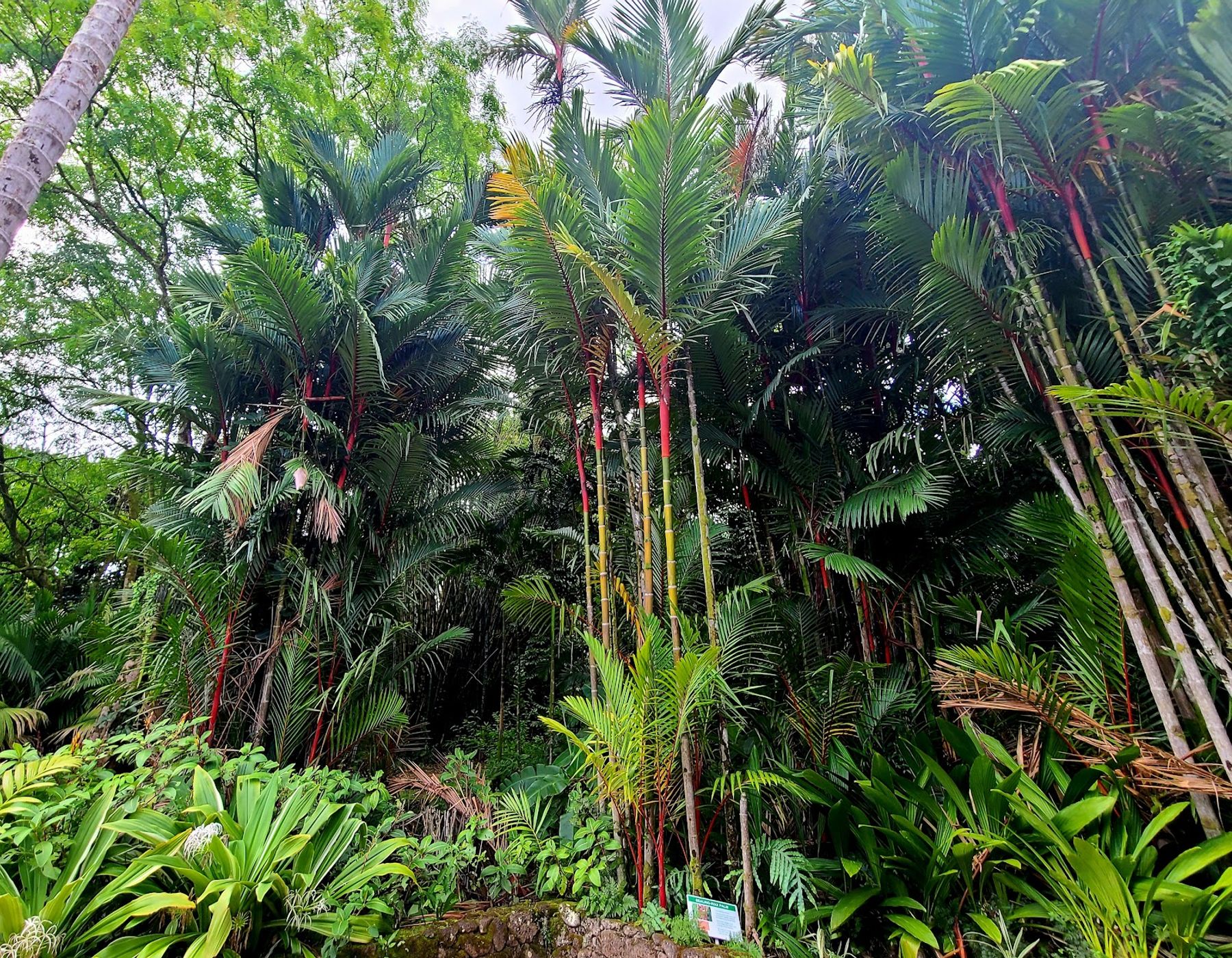 Photo 5 of Hoʻomaluhia Botanical Garden in Kāneʻohe, Oahu