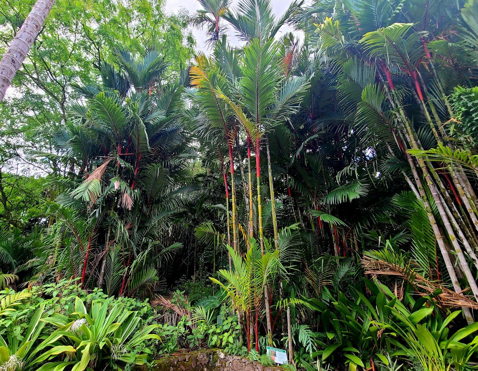 Photo 5 of Hoʻomaluhia Botanical Garden in Kāneʻohe, Oahu
