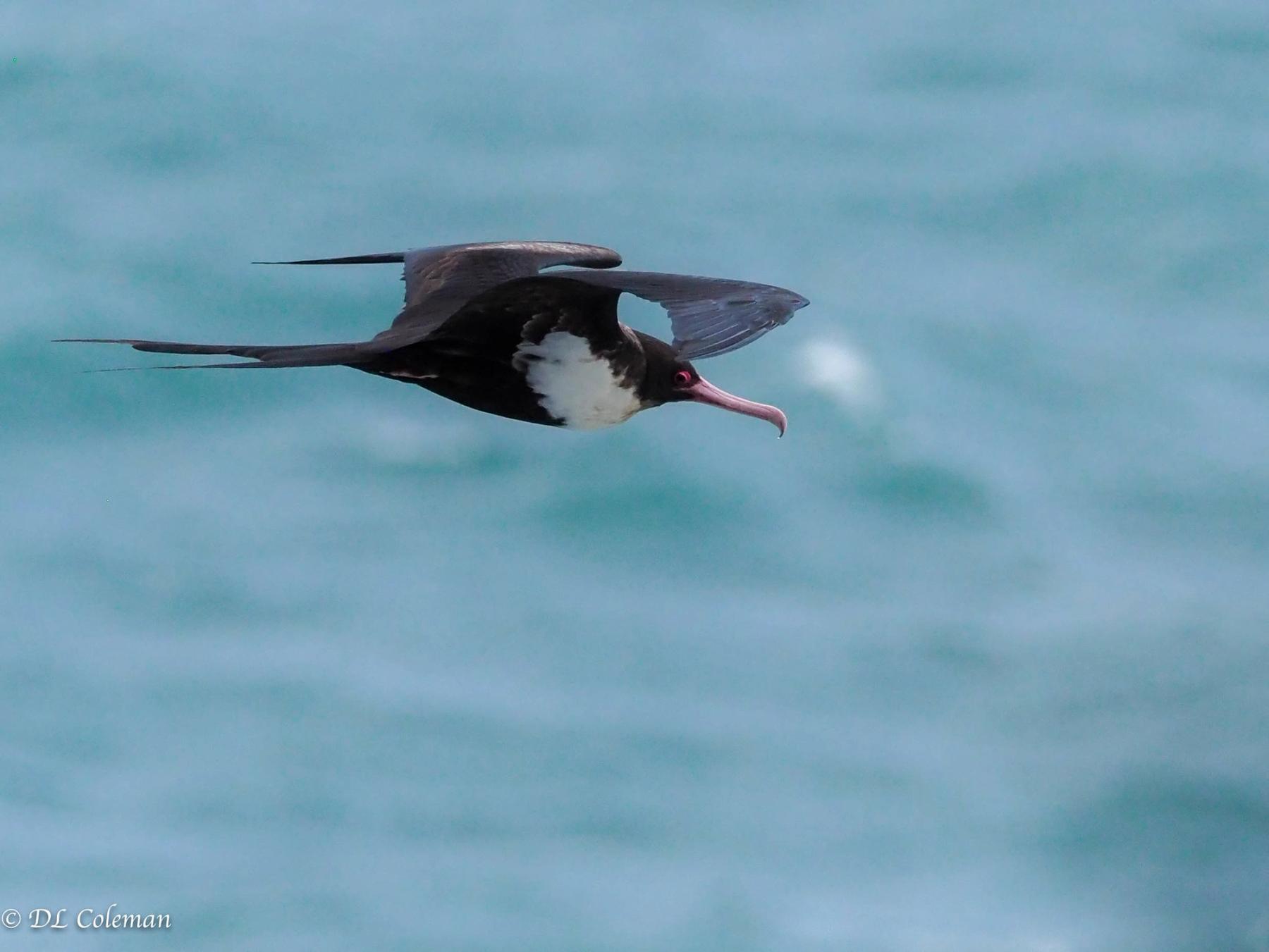 Great frigatebird soaring over turquoise ocean water with wings outstretched and a long hooked bill