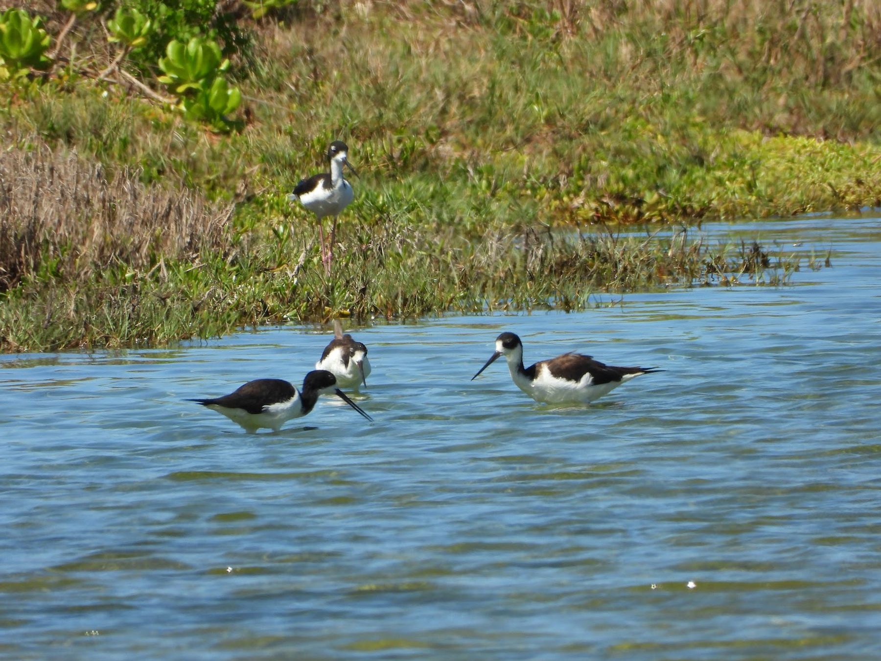 Kawaiʻele Waterbird Sanctuary in Kekaha, Kaua‘i photo 3