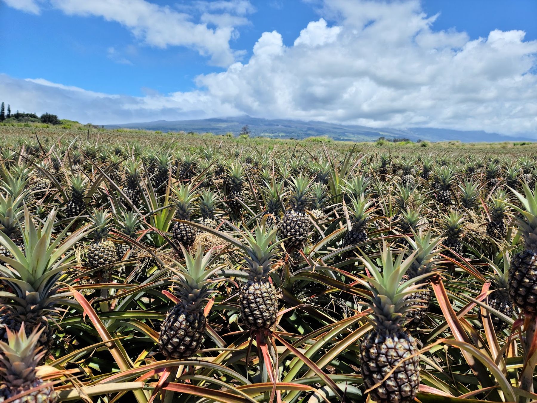 Photo 2 of Maui Gold Pineapple in Makawao & Pukalani, Maui