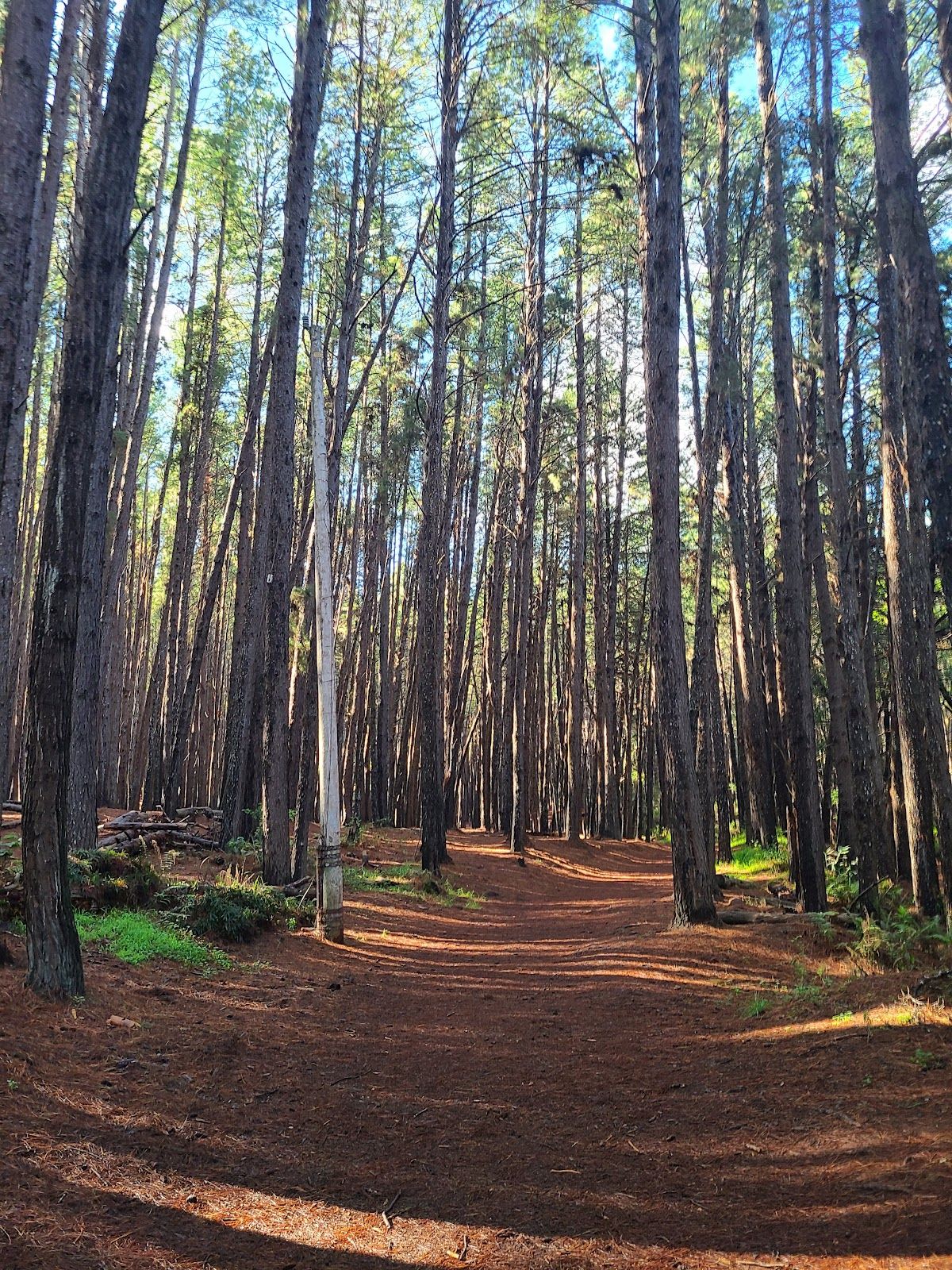 Photo 2 of Waihou Spring Trail in Makawao & Pukalani, Maui