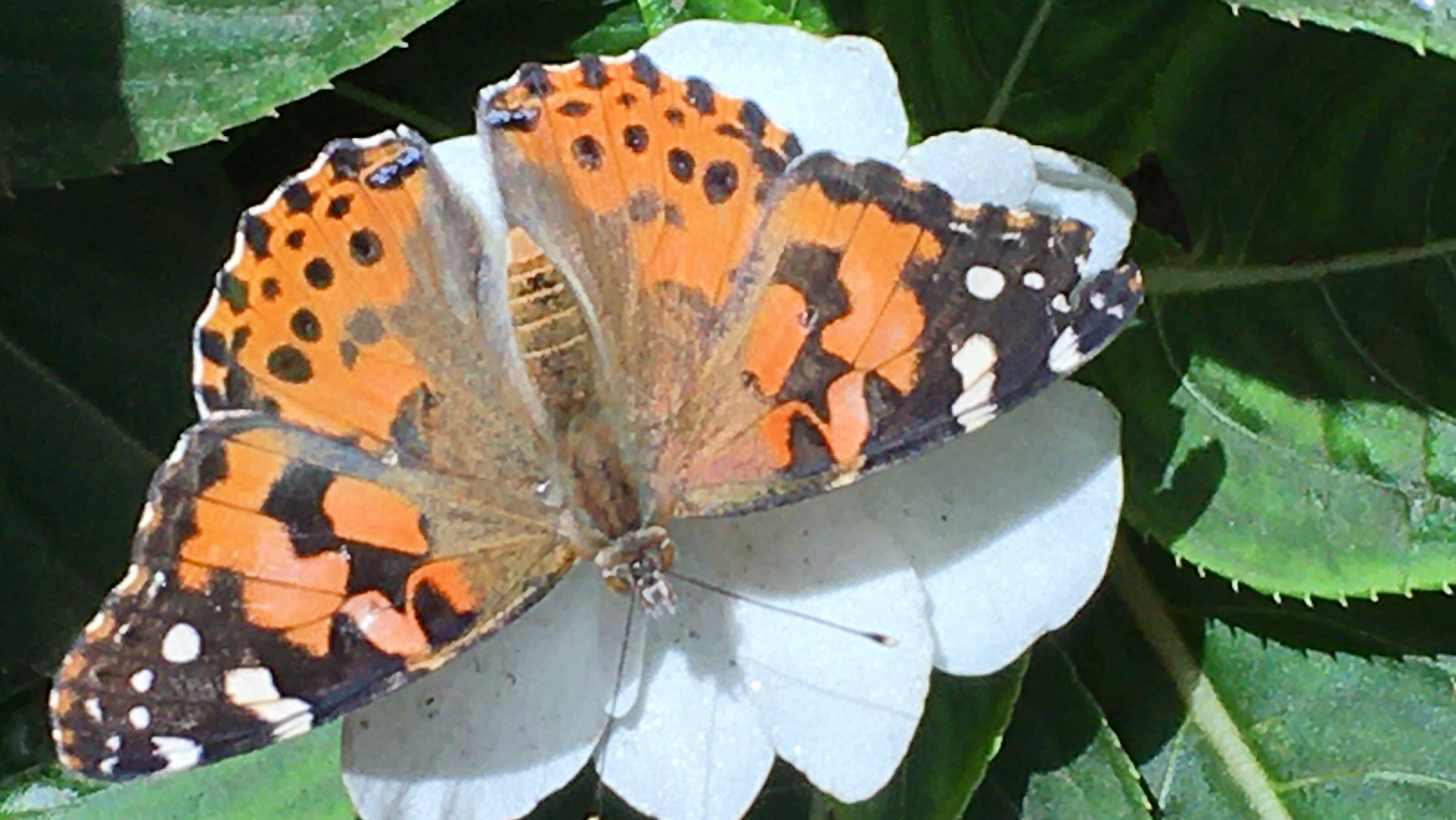 Photo 1 of The Maui Butterfly Farm in Olowalu, Maui