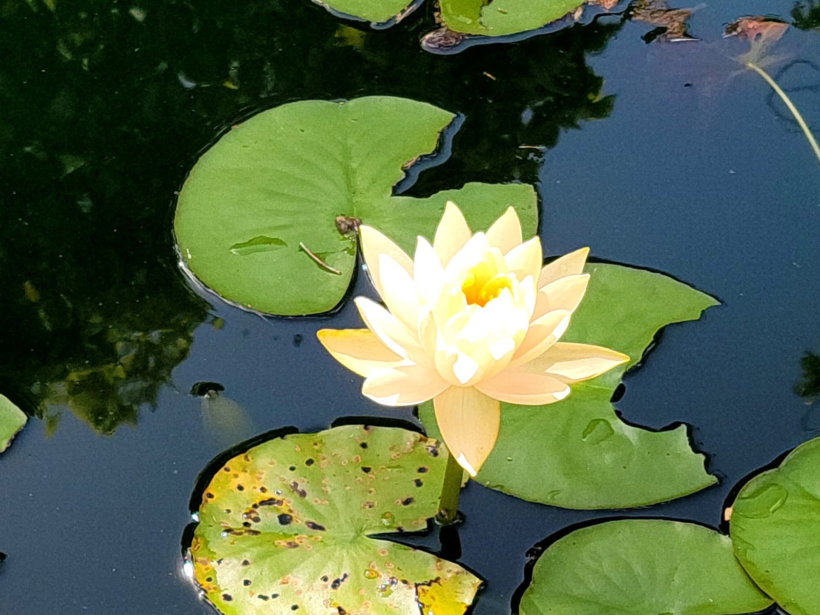 Kauai Miniature Golf & Botanical Garden in Kīlauea, Kaua‘i photo 4