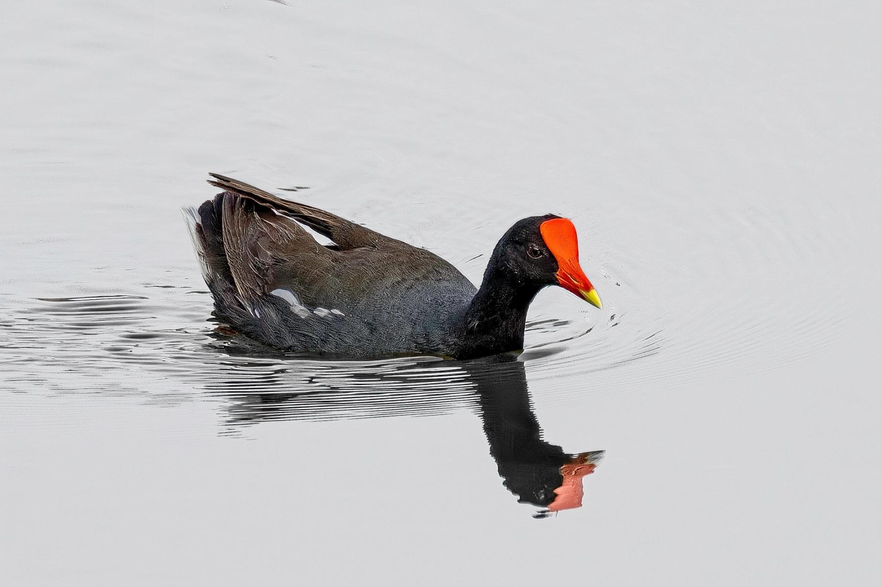Hawaiian gallinule swimming on calm water with a clear reflection and gentle ripples
