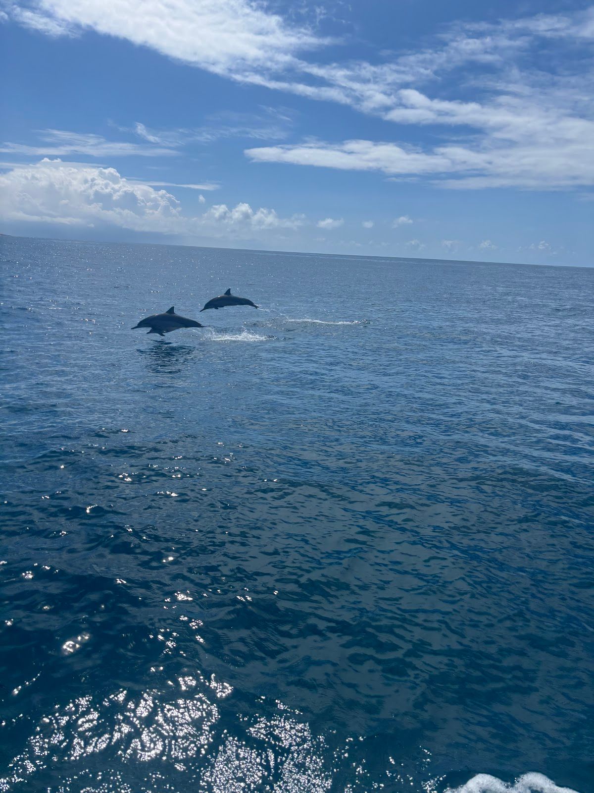 Photo 4 of Dolphins and You in Waikīkī, Oahu