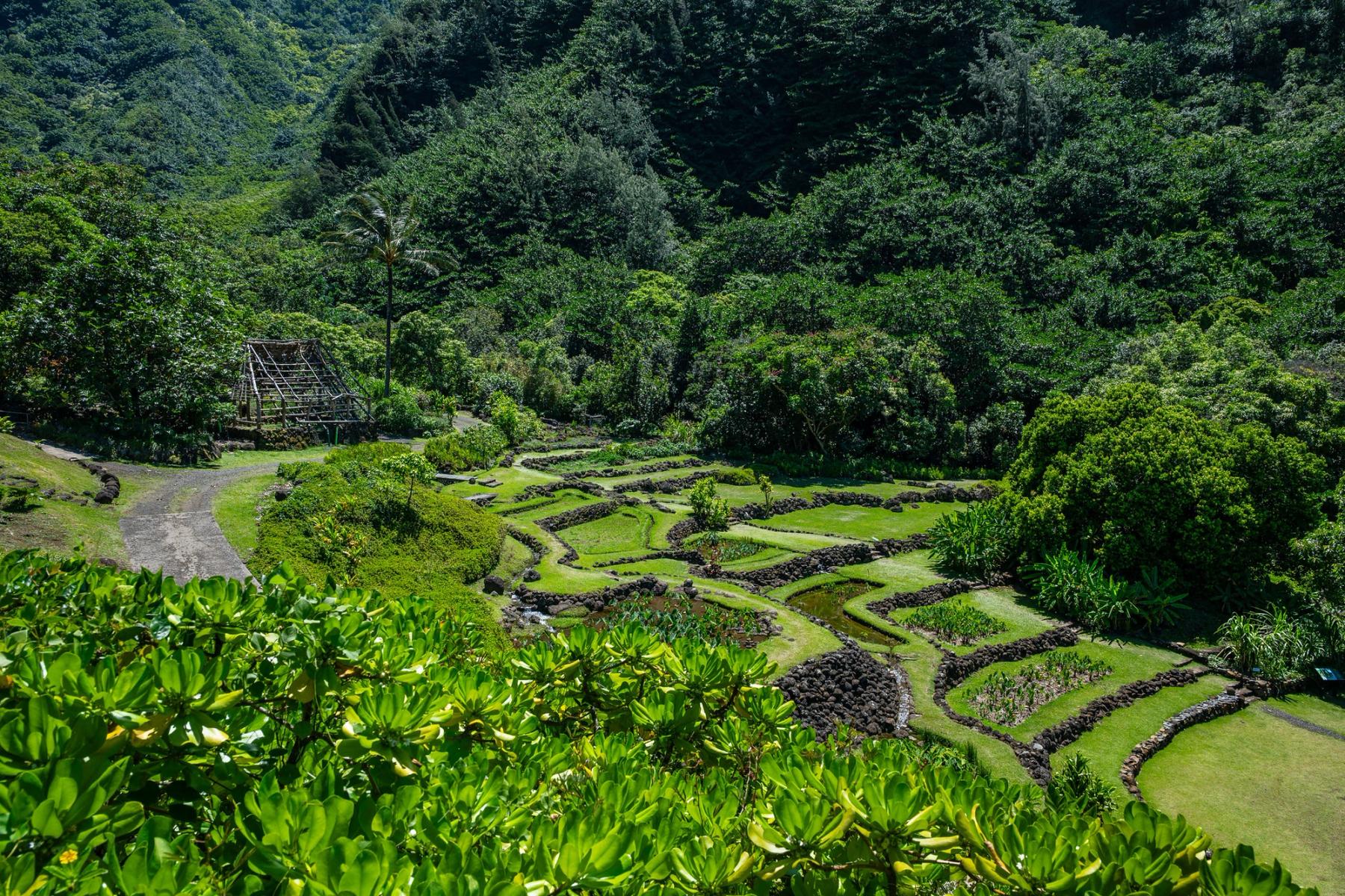Stone-lined garden terraces and bright green lawns set below dense tropical forest on a steep Kauaʻi valley hillside