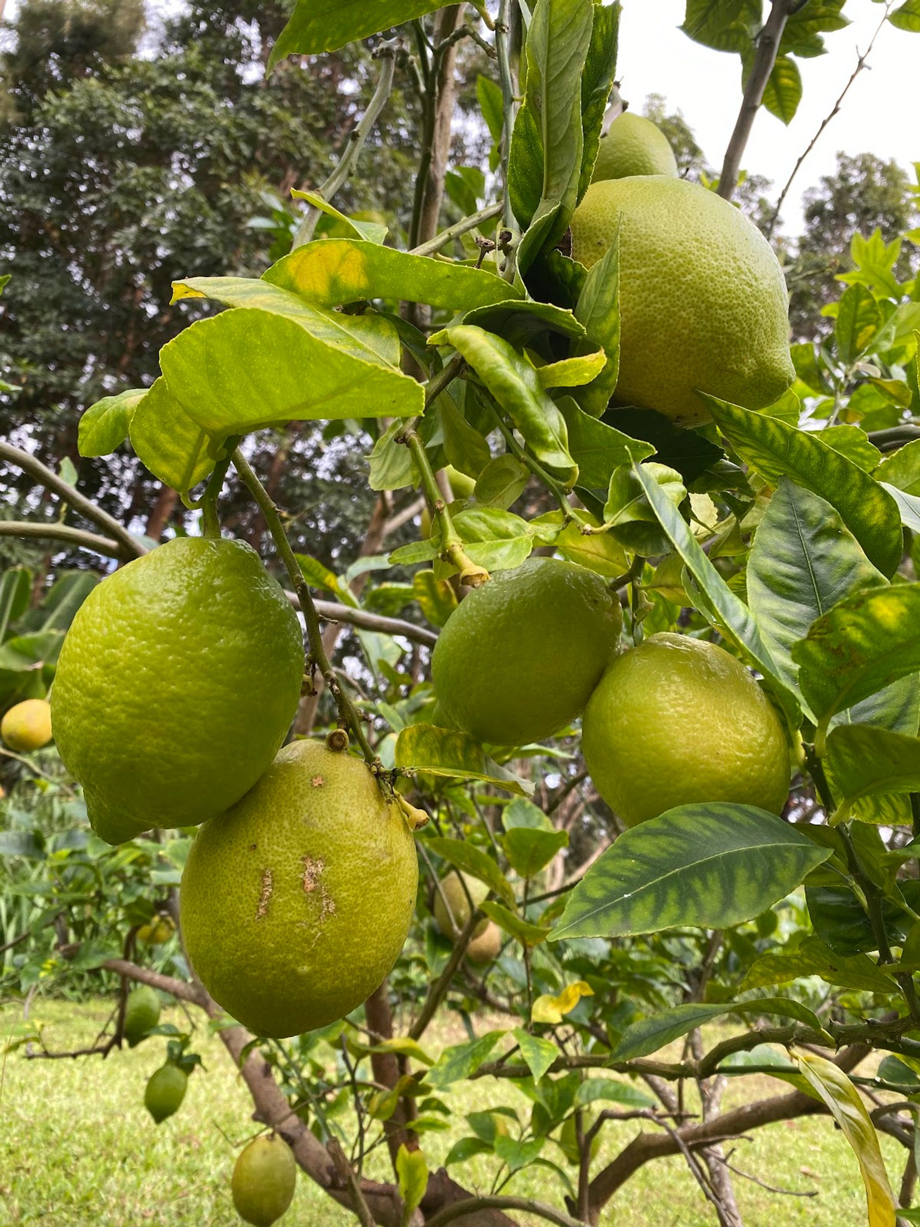 Photo 5 of Paradise Meadows Orchard and Bee Farm, Home of Hawaii's Local Buzz in South Point, Big Island