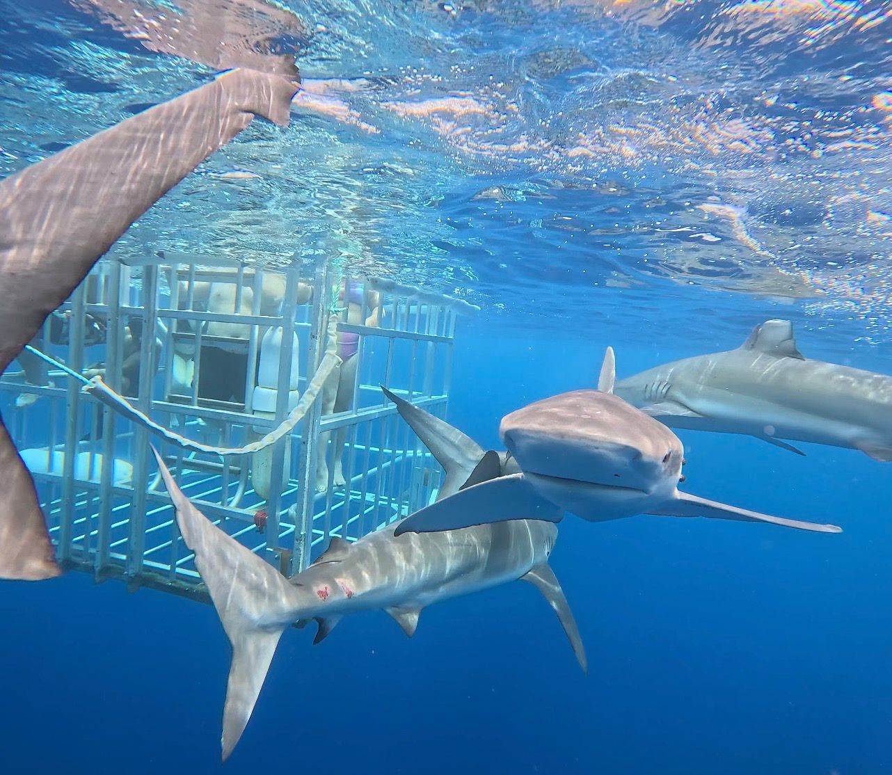 Photo 5 of North Shore Shark Adventures in Haleʻiwa, Oahu
