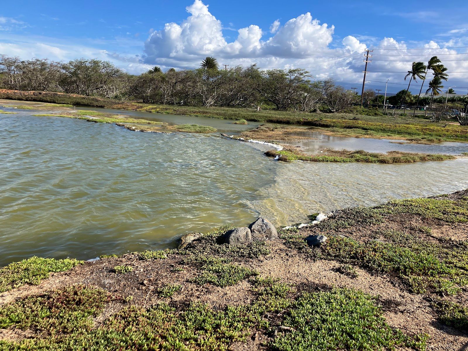 Photo 3 of Kanaha Pond State Wildlife Sanctuary in Kahului, Maui
