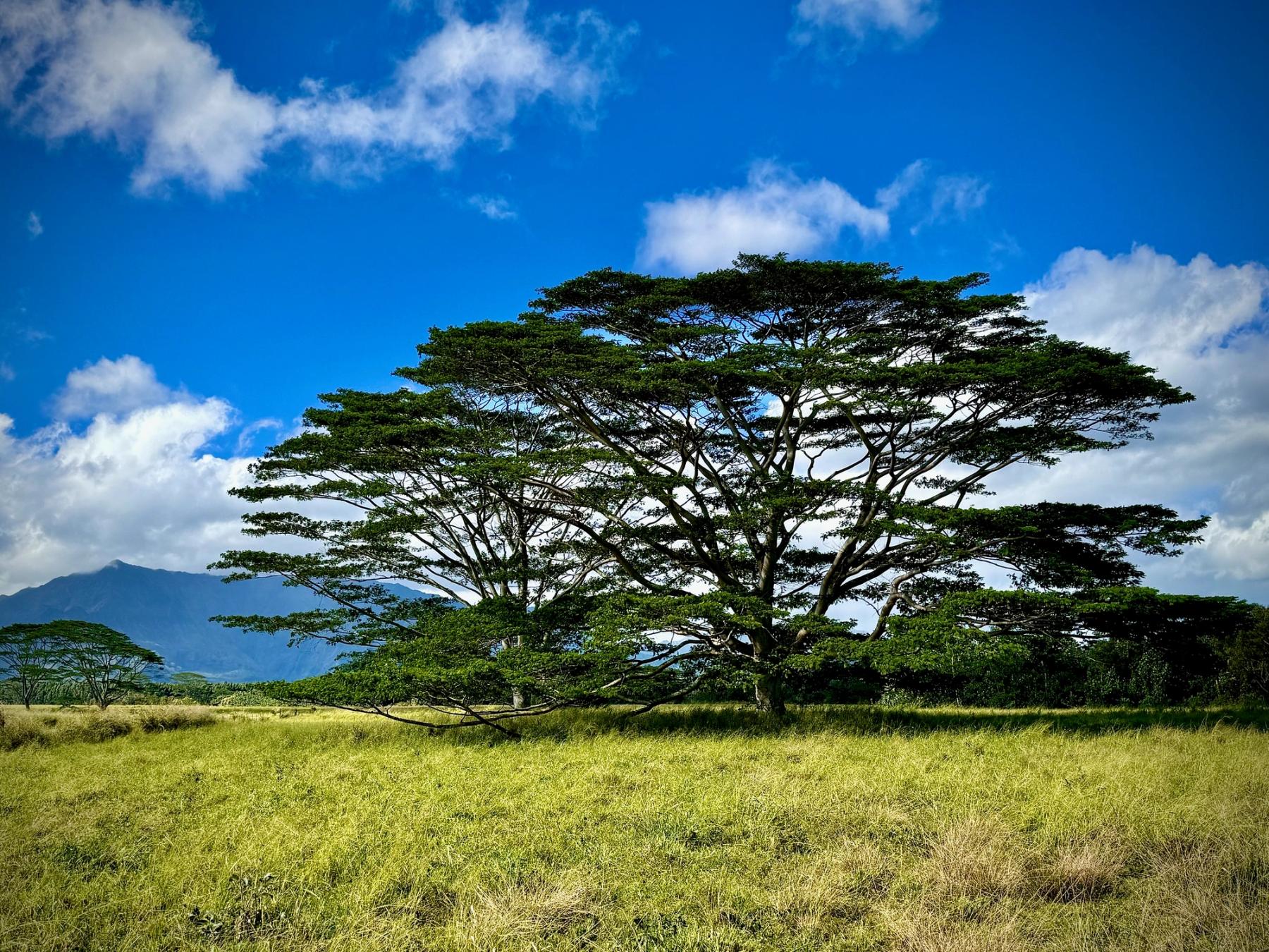 Broad monkeypod tree in a grassy field under a bright blue sky with scattered white clouds and distant mountains