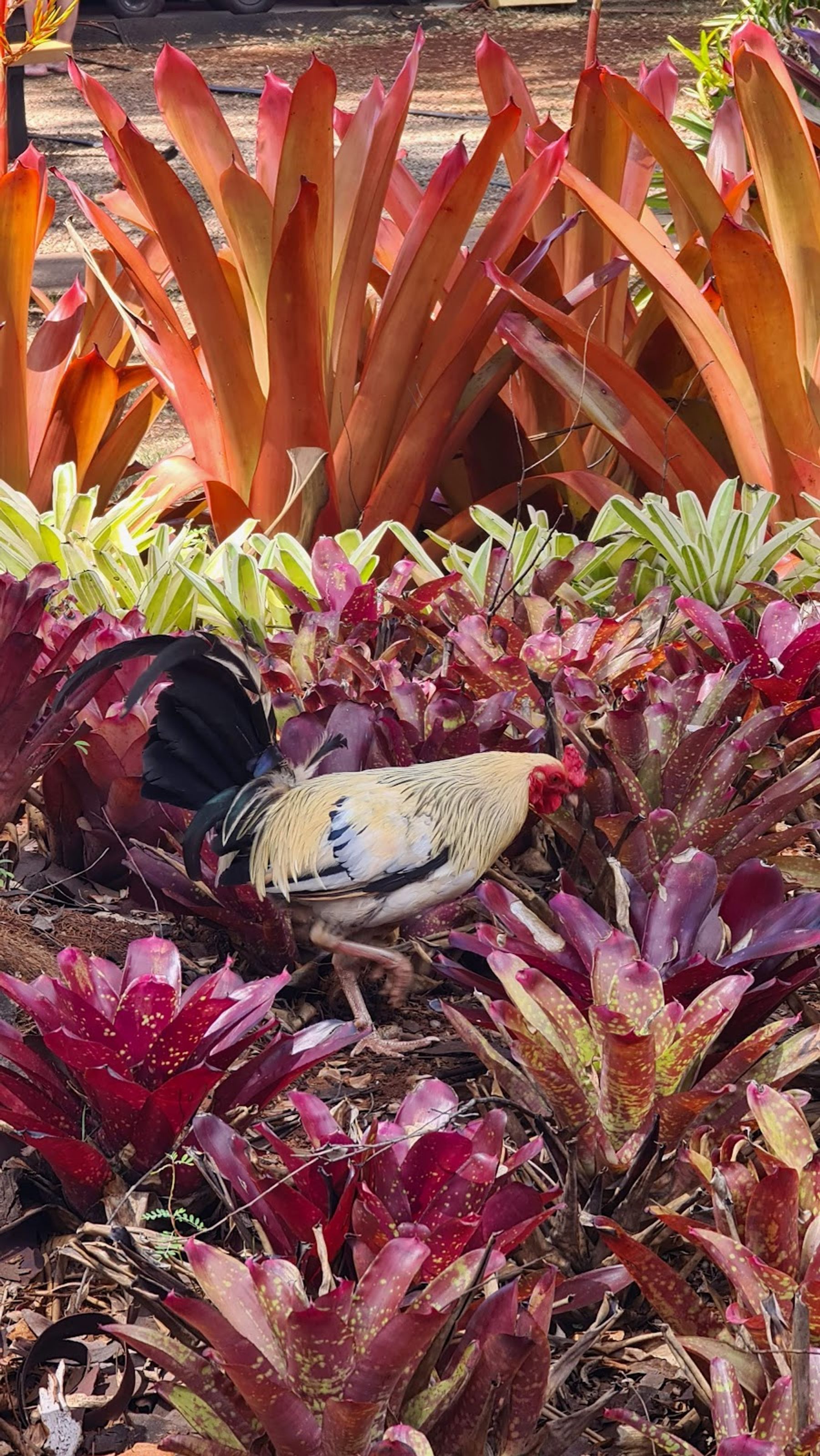 Photo 7 of Dole Plantation in Waialua & Mokulēʻia, Oahu
