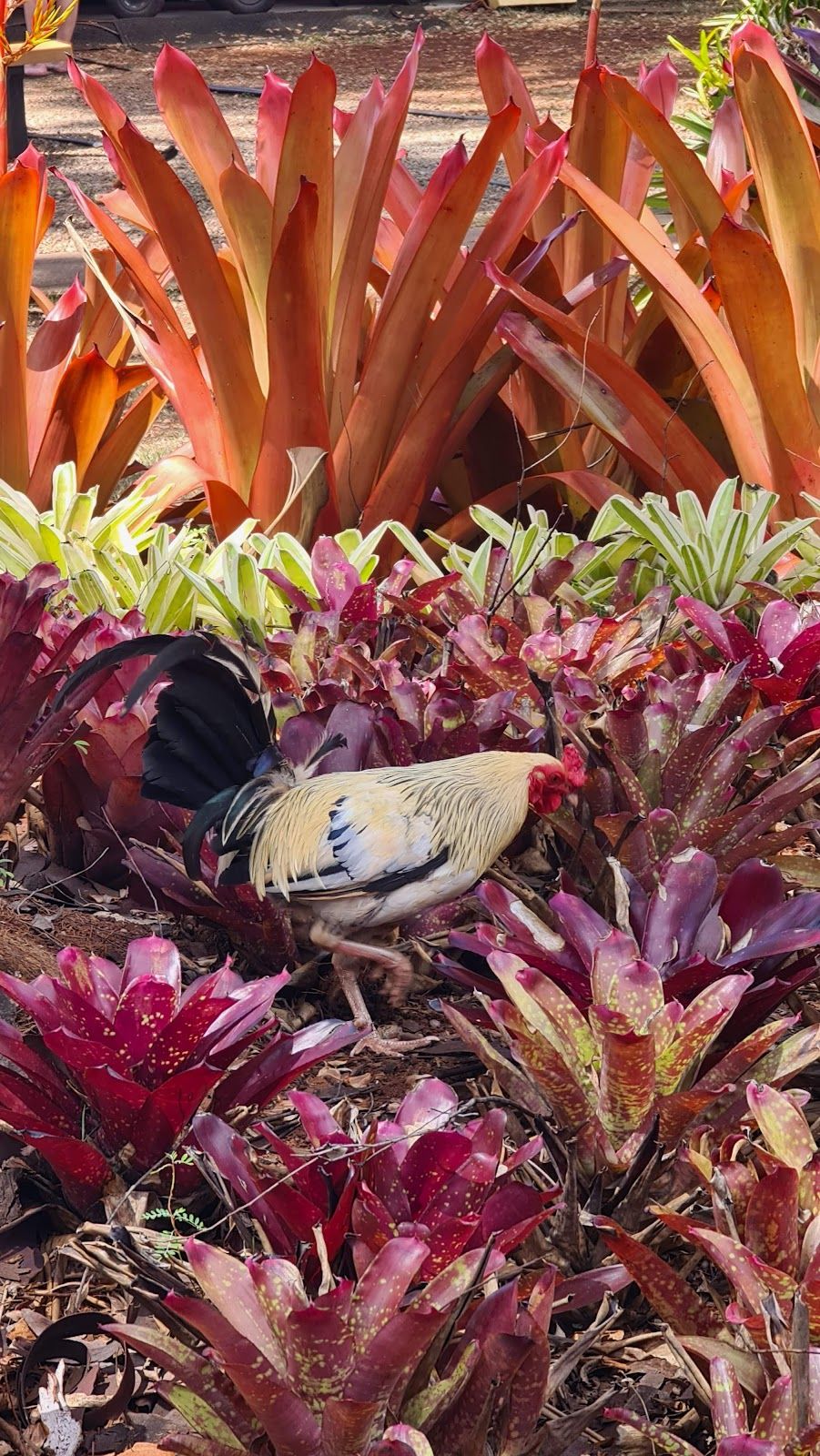 Photo 7 of Dole Plantation in Waialua & Mokulēʻia, Oahu