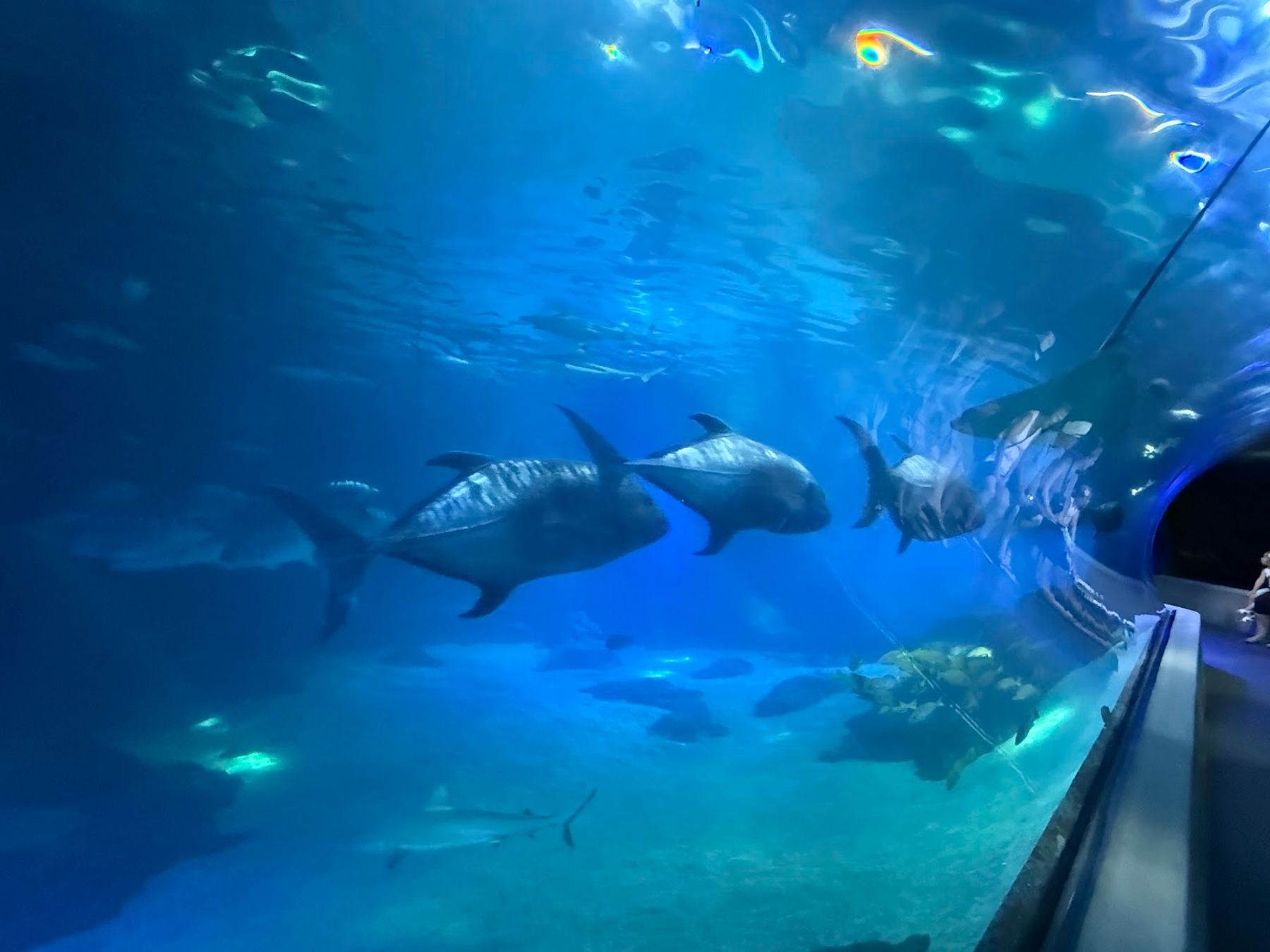 Photo 7 of Maui Ocean Center, The Aquarium of Hawaii in Māʻalaea, Maui
