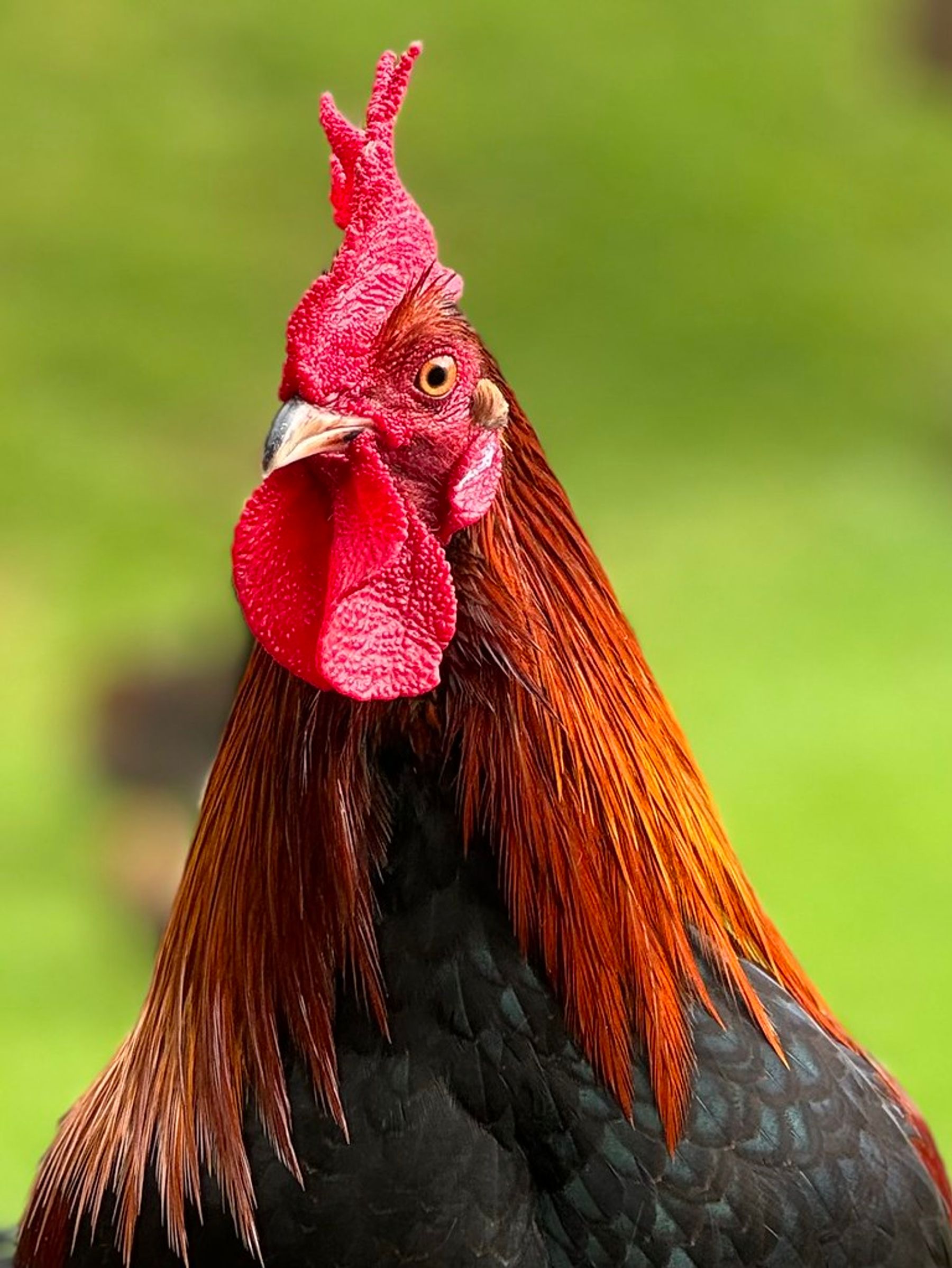 Close-up portrait of a Kauaʻi rooster with bright red comb, copper neck feathers, and a soft green blurred background