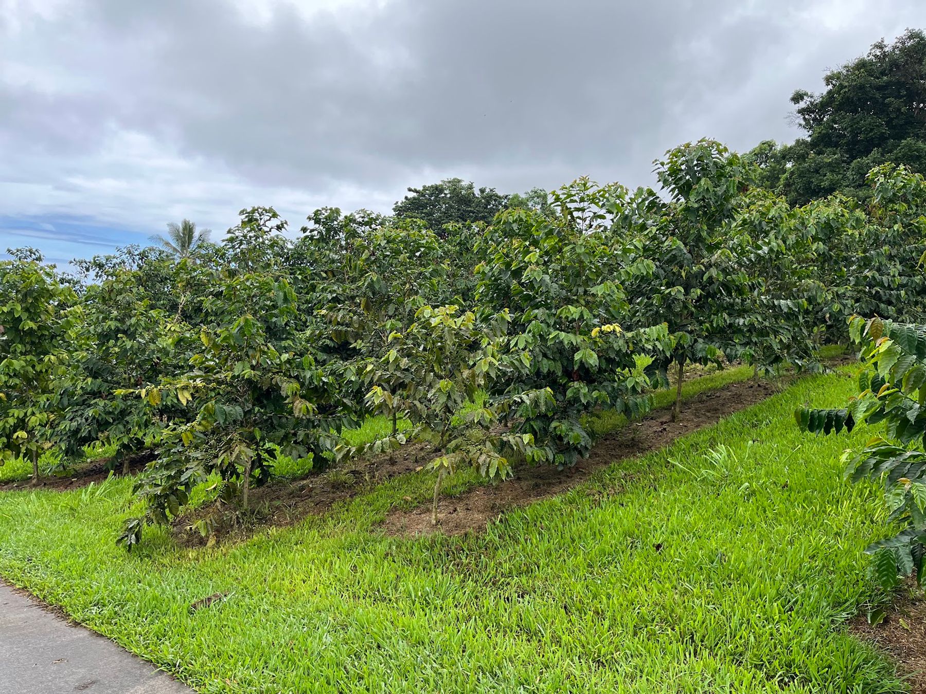 Photo 8 of Kona Farm Direct Coffee in Hōlualoa, Big Island
