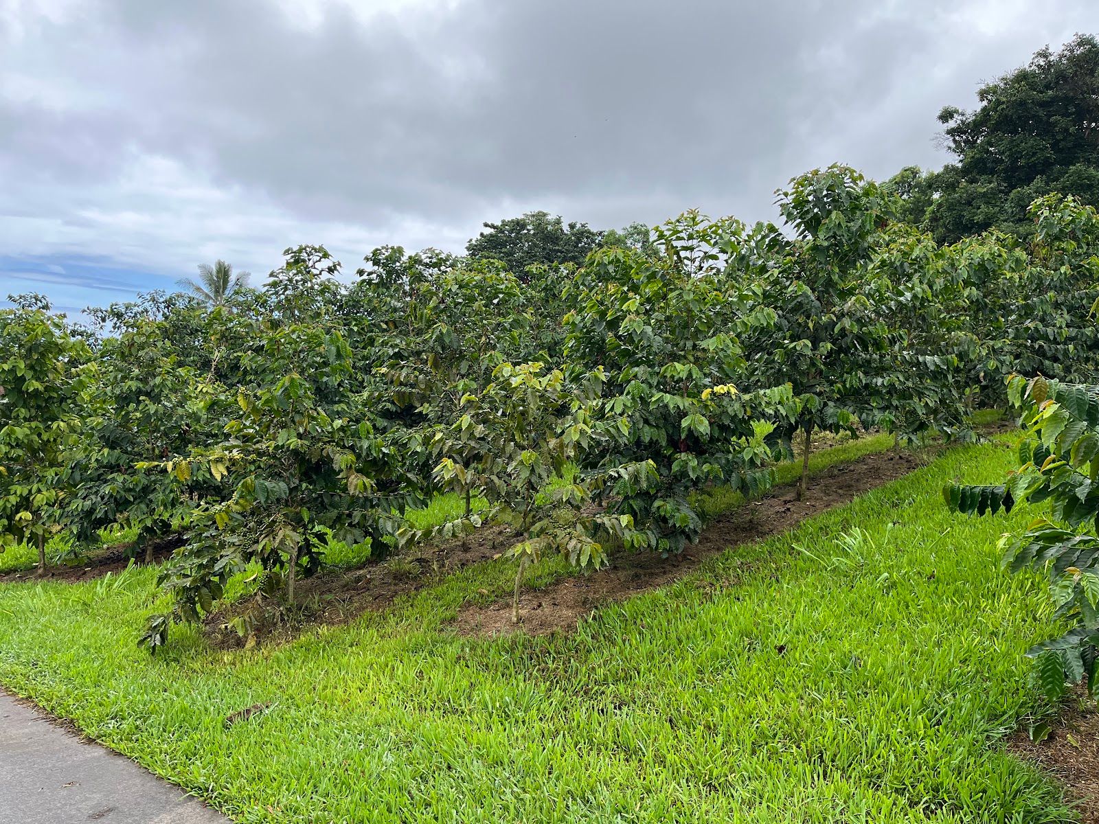 Photo 8 of Kona Farm Direct Coffee in Hōlualoa, Big Island