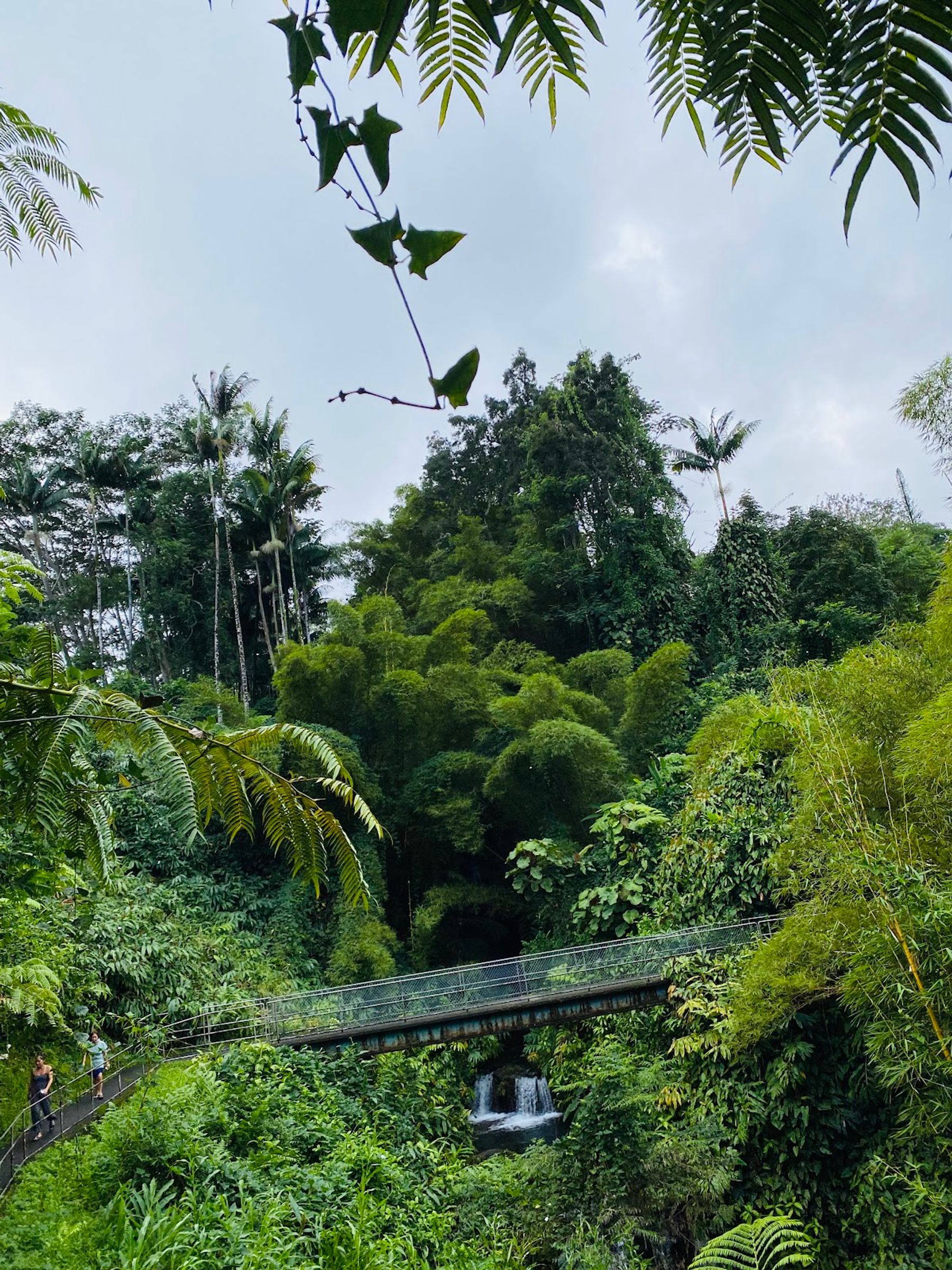 Photo 8 of ‘Akaka Falls in Greater Hilo, Big Island