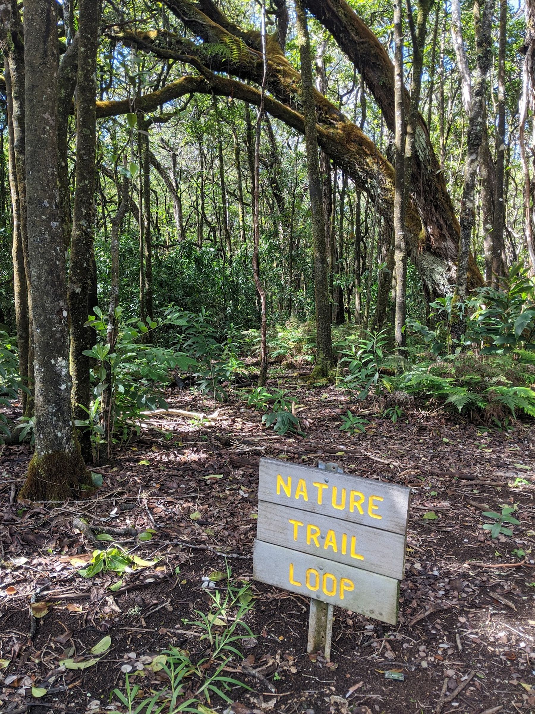 Photo 5 of Kalōpā State Recreation Area in Honokaʻa, Big Island