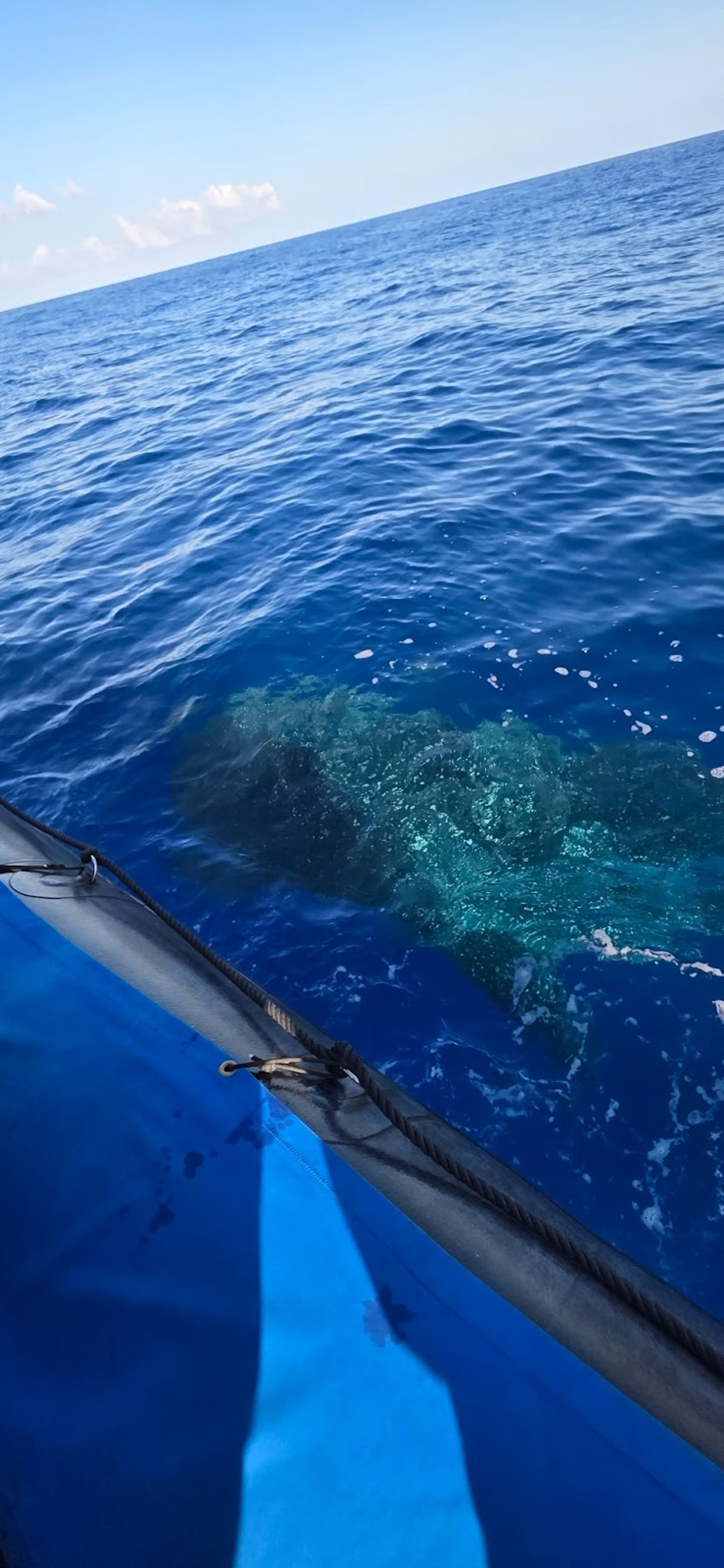 Photo 7 of Captain Zodiac in Kailua-Kona, Big Island