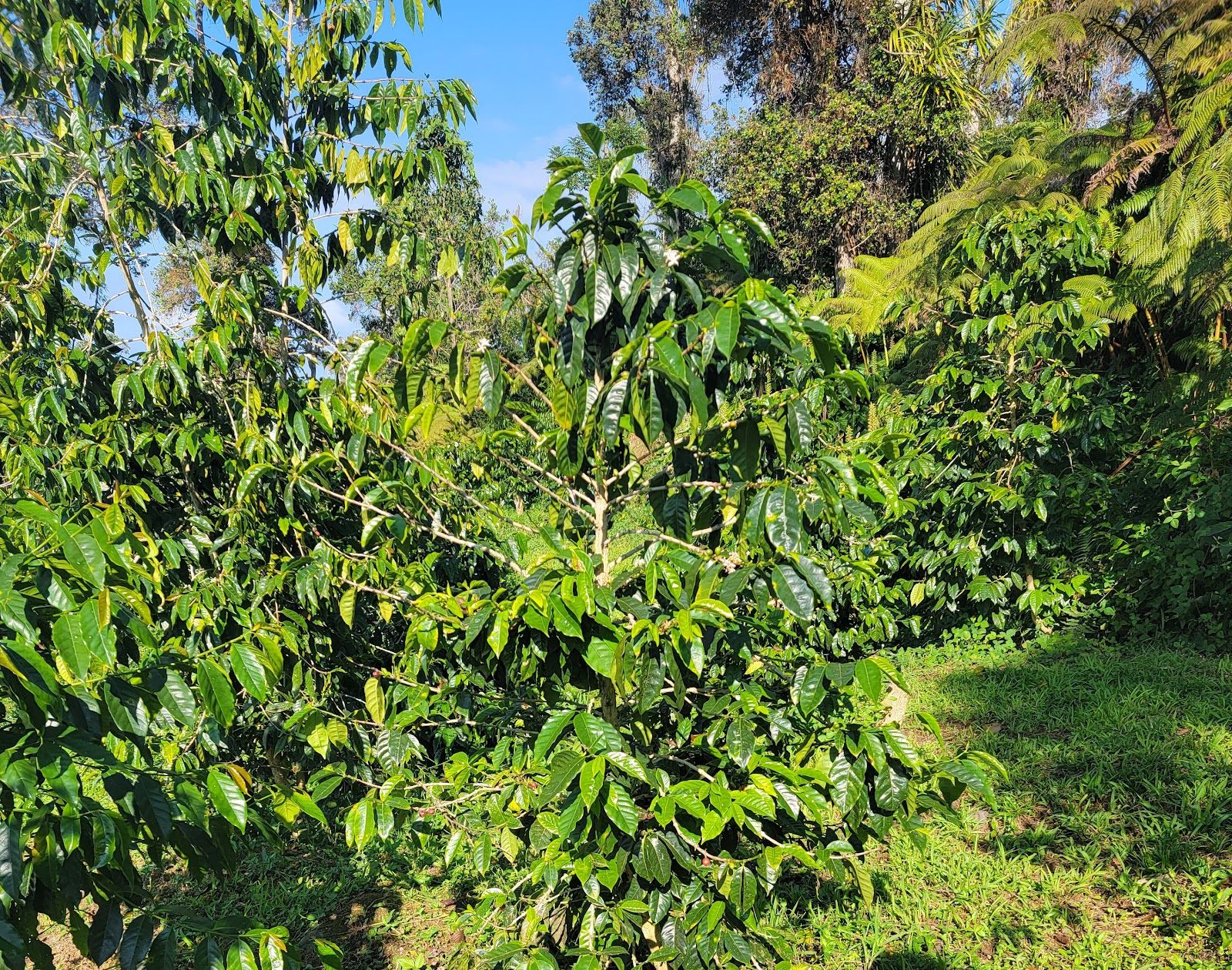 Photo 8 of Mountain Thunder Coffee Plantation in Hōlualoa, Big Island