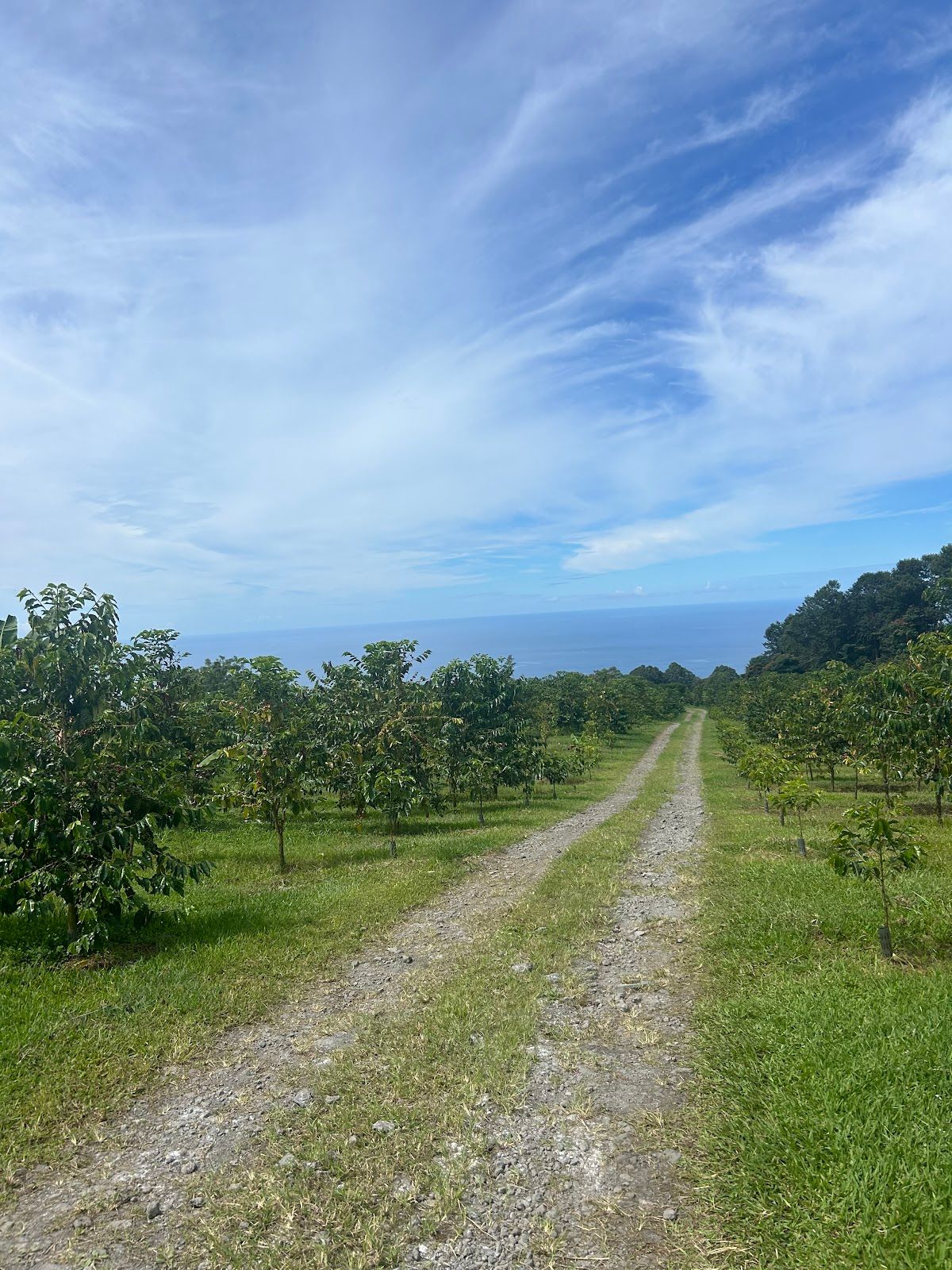 Photo 2 of Uluwehi Coffee Farm in Hōlualoa, Big Island