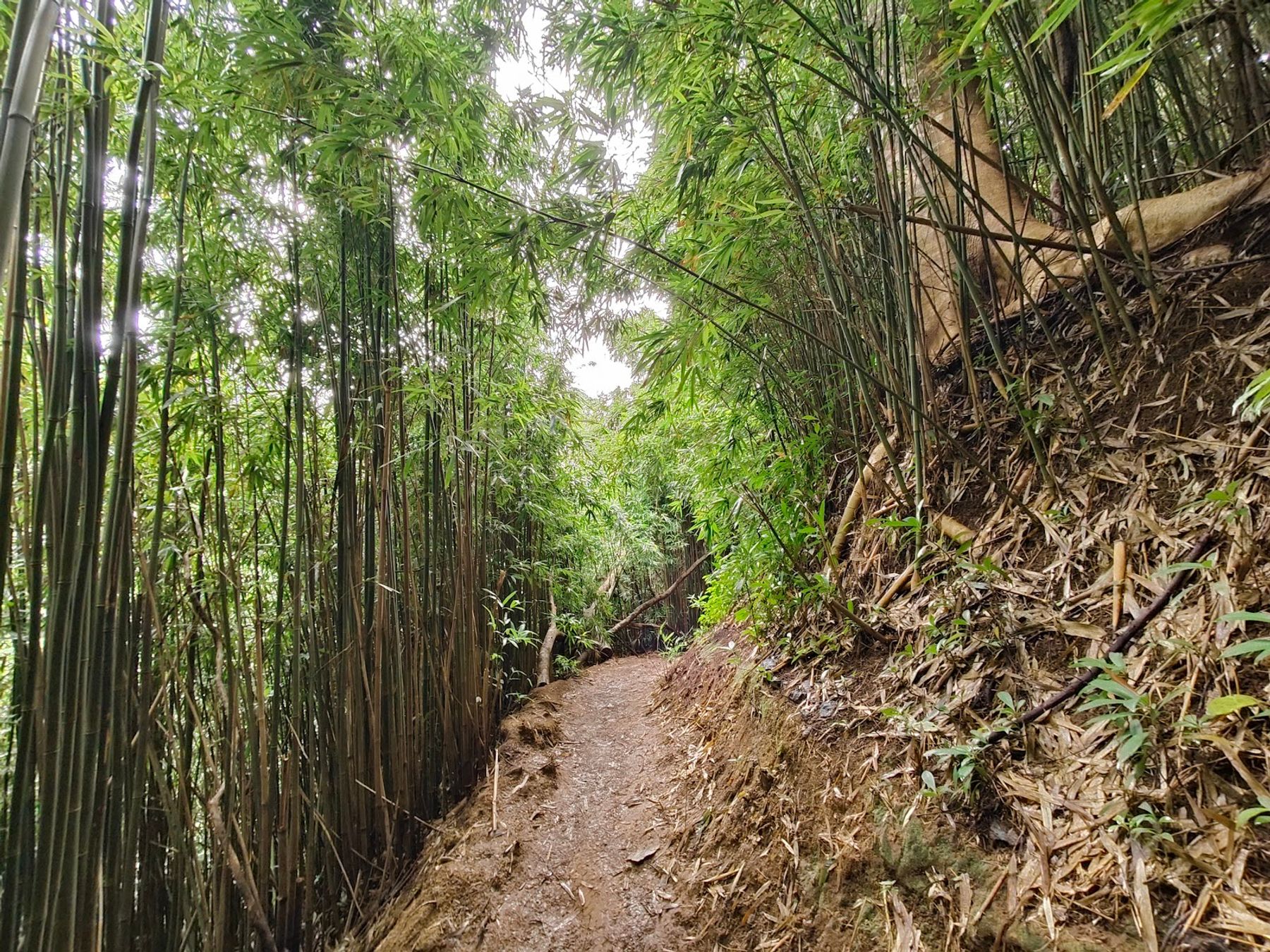 Photo 8 of Mānoa Falls Trail in Mānoa, Makiki & Nuʻuanu, Oahu