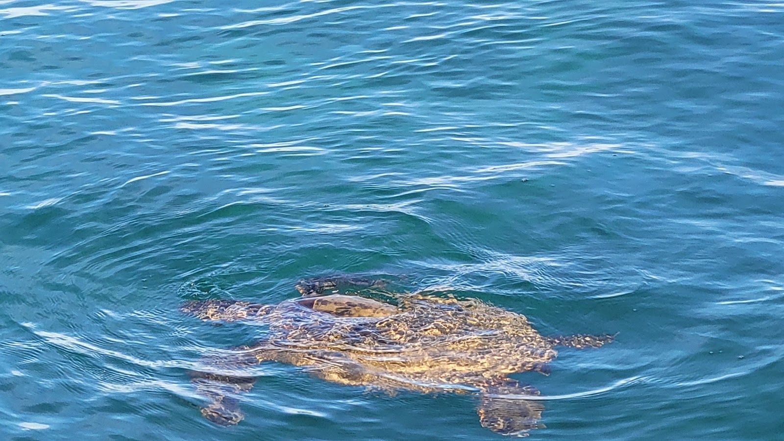 Photo 6 of Maui Reef Adventures in Māʻalaea, Maui