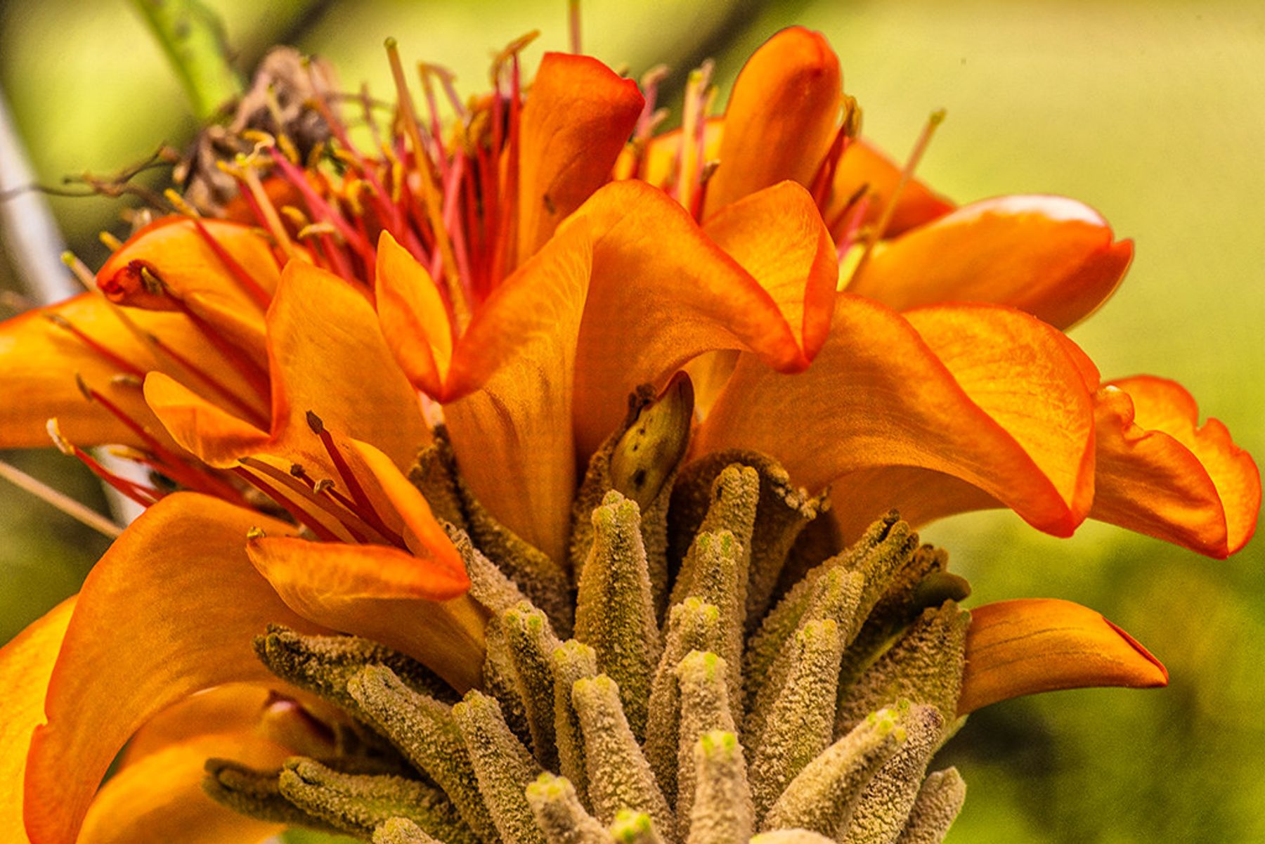 Macro close-up of a vivid orange tropical flower with curling petals and fuzzy pollen-covered stamens against a blurred green background