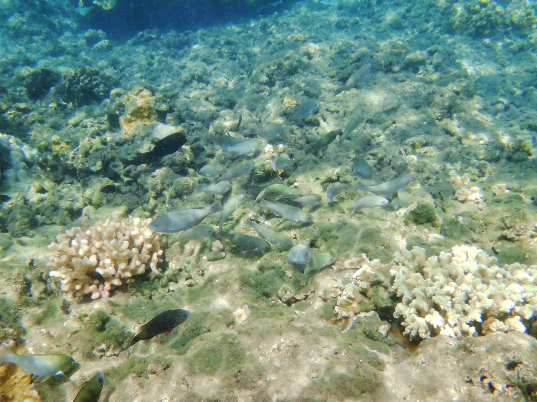 Photo 6 of Olowalu Beach in Olowalu, Maui