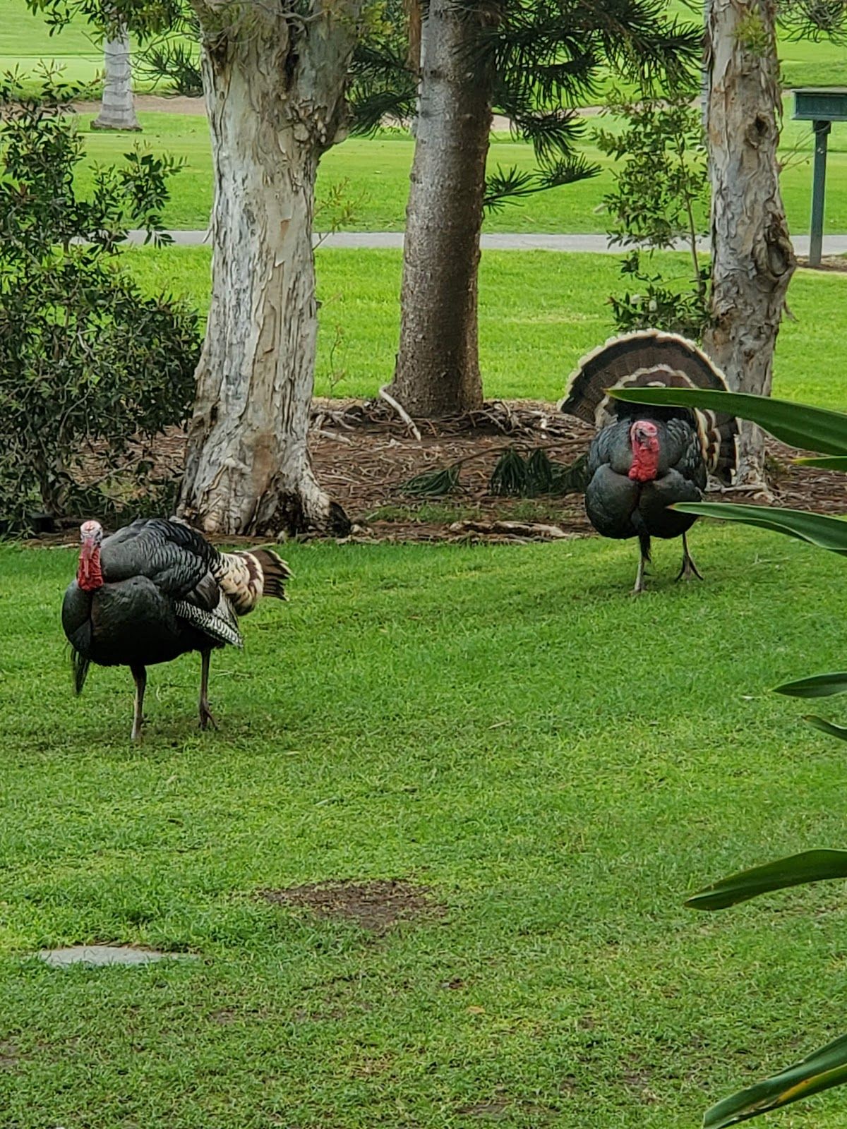 Photo 5 of The Village Course at Waikōloa in Waikoloa, Big Island