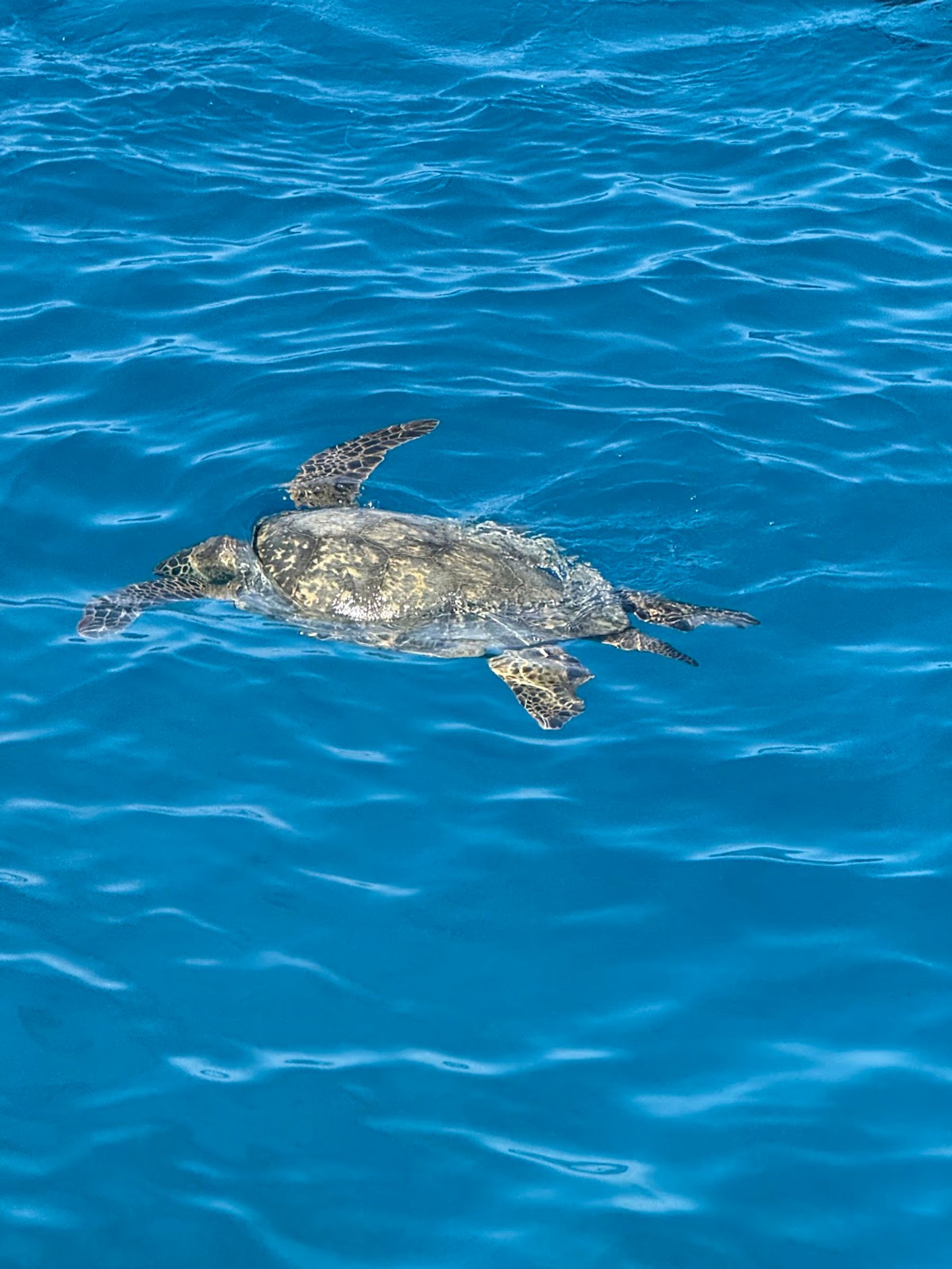 Photo 9 of Living Ocean Tours in Ala Moana & Mōʻiliʻili, Oahu
