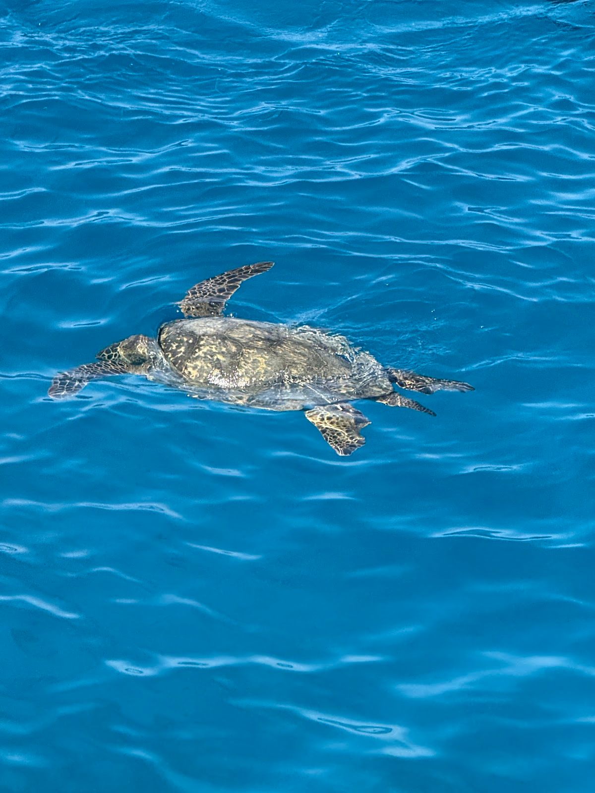 Photo 9 of Living Ocean Tours in Ala Moana & Mōʻiliʻili, Oahu