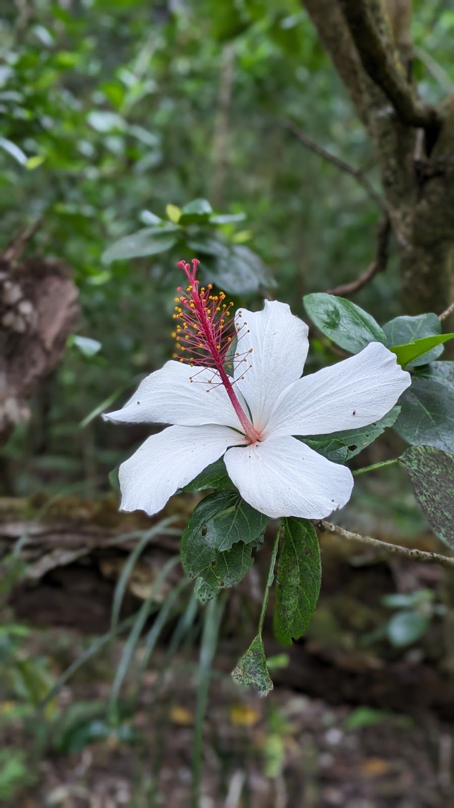 Photo 6 of Kalopa Native Forest Trail in Honokaʻa, Big Island