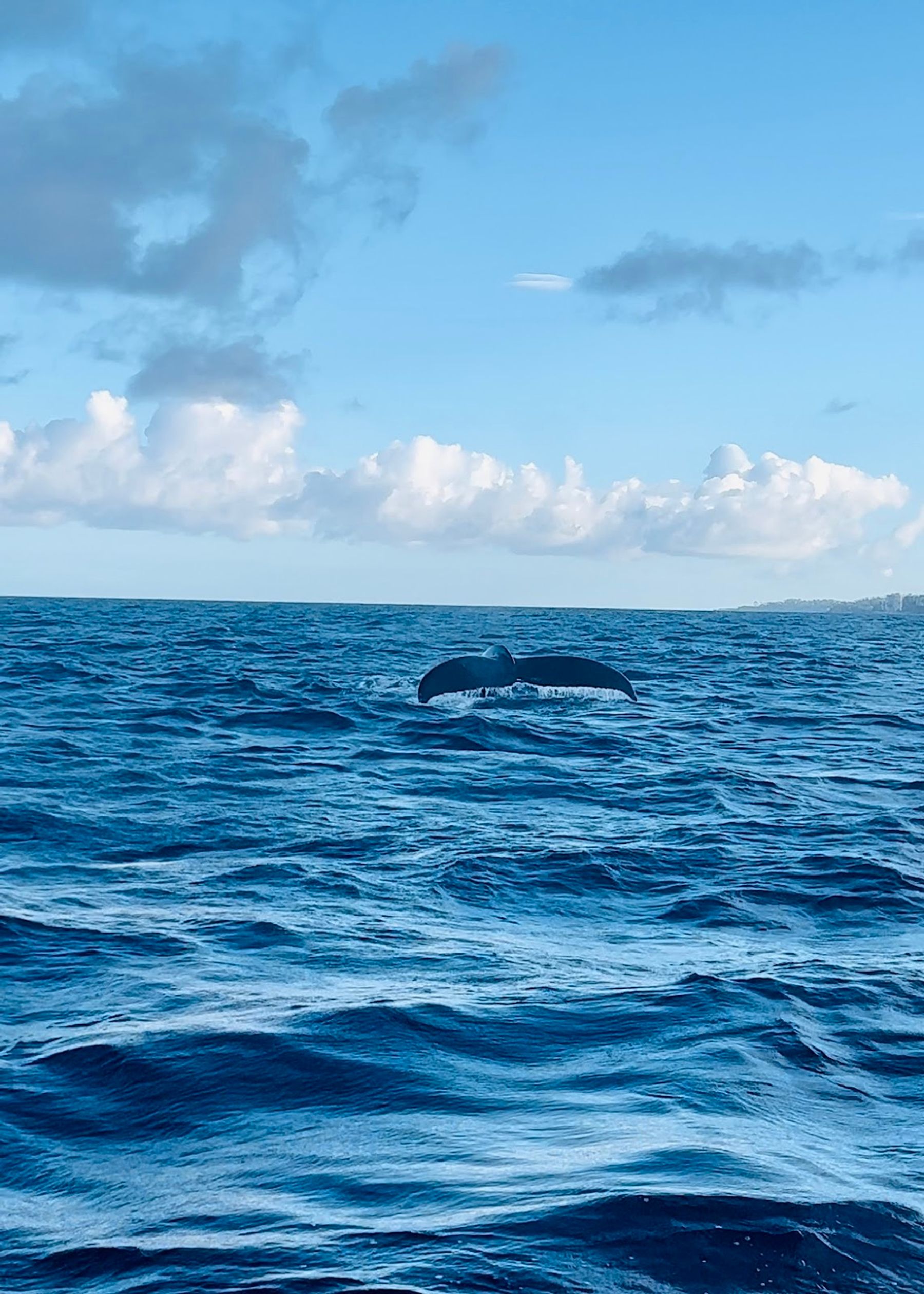 Photo 3 of Maui Adventure Cruises in Lāhainā, Maui