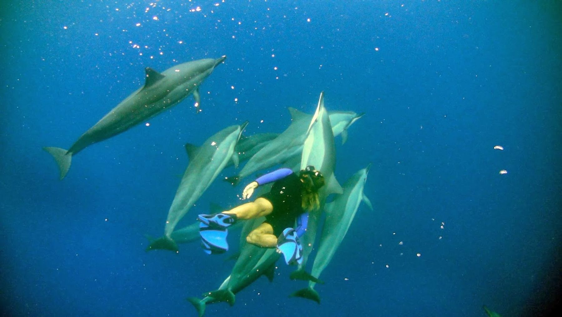 Photo 8 of Coral Reef Snorkel Adventures in Kailua-Kona, Big Island